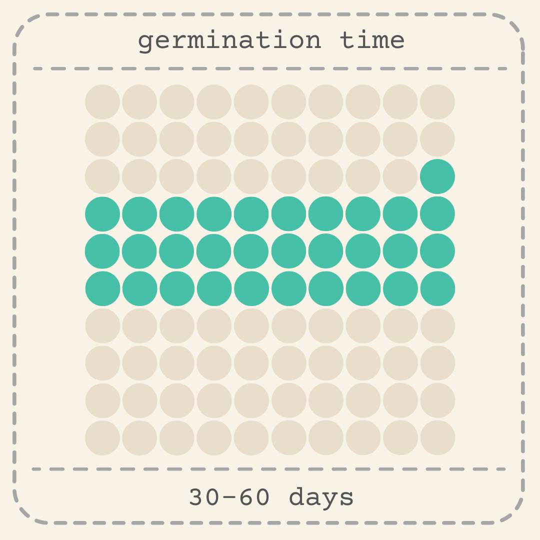 Schefflera Arboricola &
