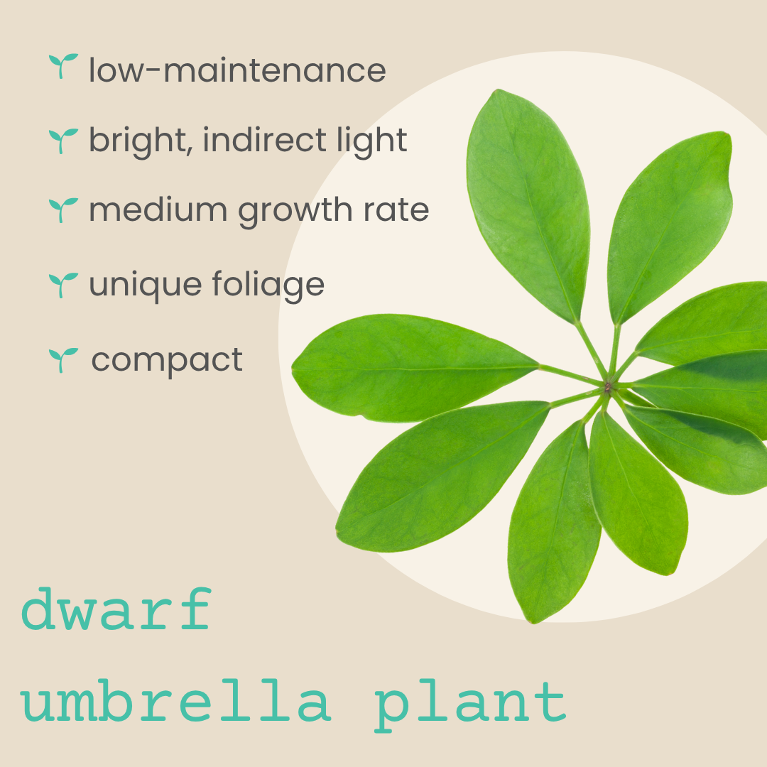 Schefflera &