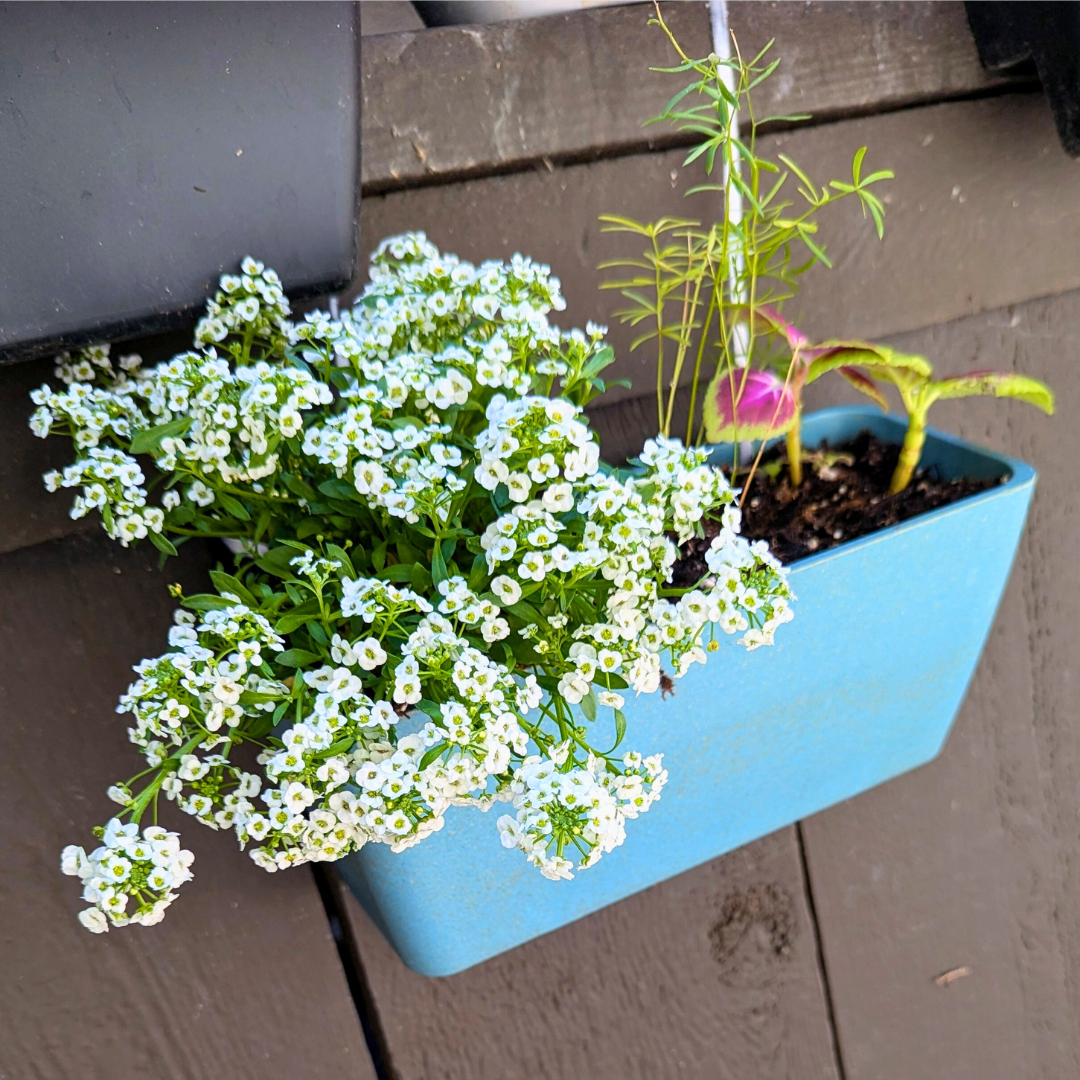 Rice Hull Wall Planter