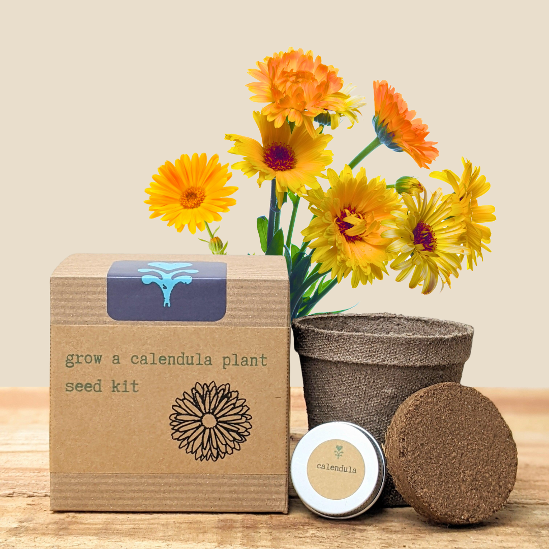 Calendula Beginner Grow Kit