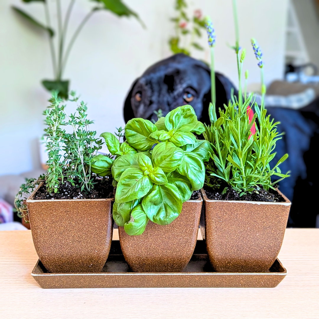 3" Rice Hull Planter Trio