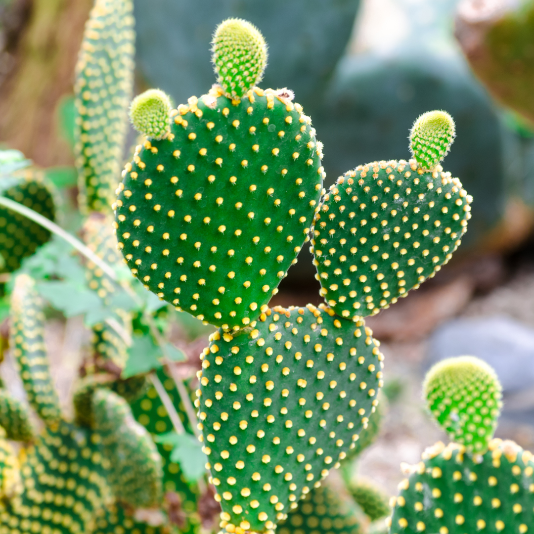 Opuntia Mix "Prickly Pear" Seeds