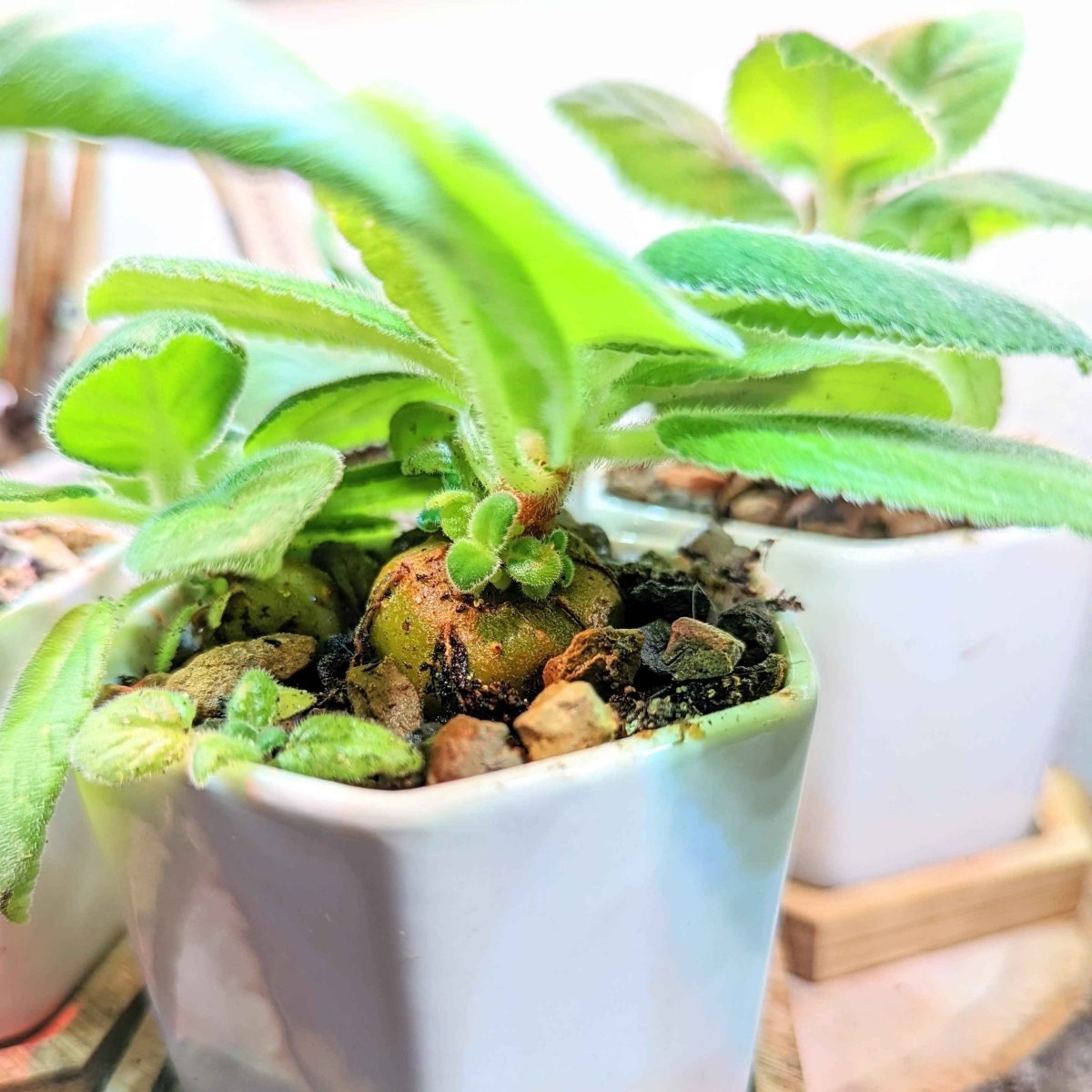 Sinningia Mix "Gloxinia" Seeds - Plantflix