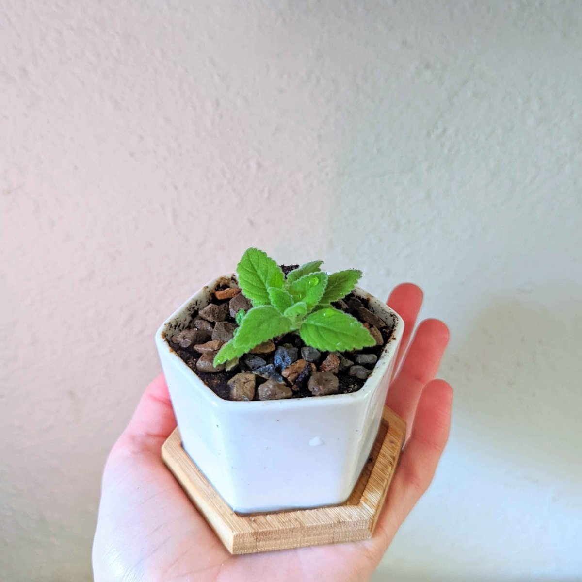 Sinningia Mix "Gloxinia" Seeds - Plantflix