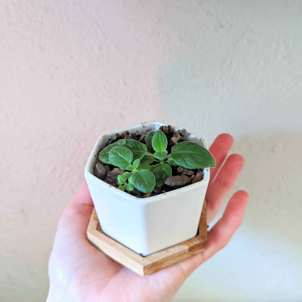 Sinningia Mix "Gloxinia" Seeds - Plantflix