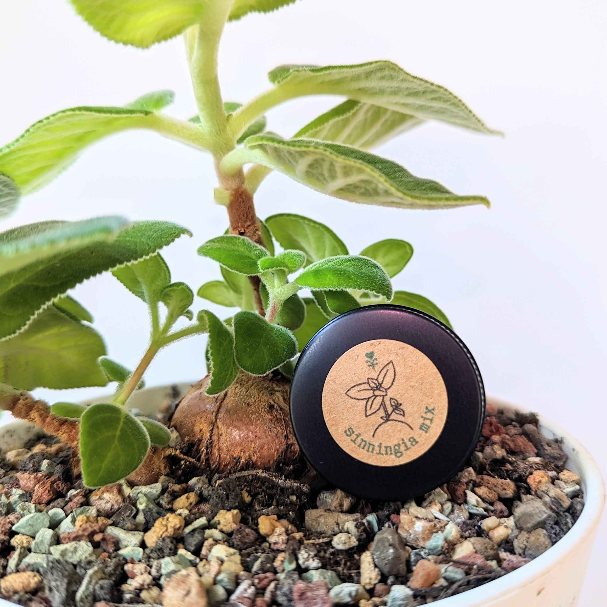 Sinningia Mix "Gloxinia" Seeds