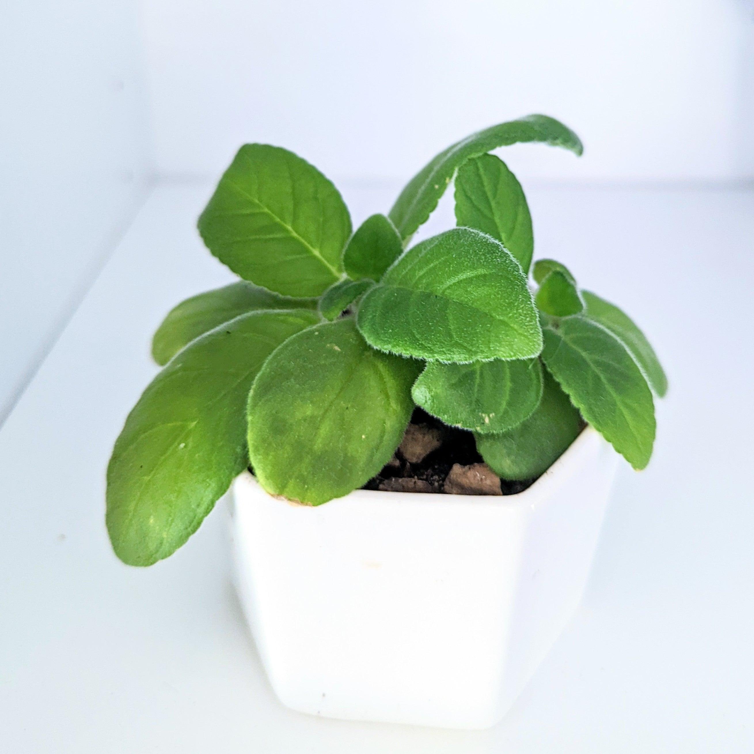Sinningia Mix "Gloxinia" Seeds - Plantflix
