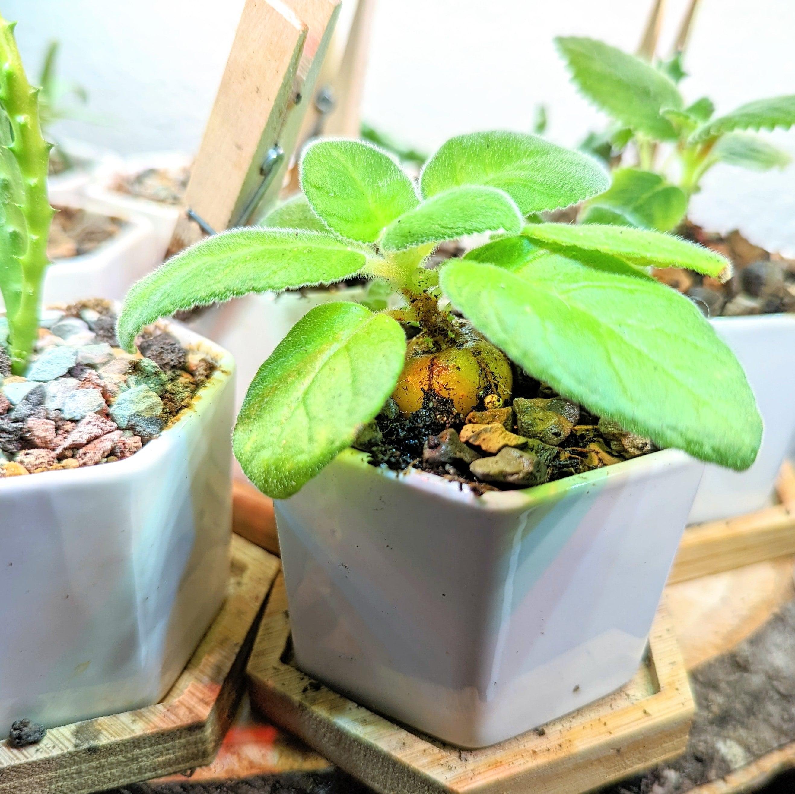 Sinningia Mix "Gloxinia" Seeds - Plantflix