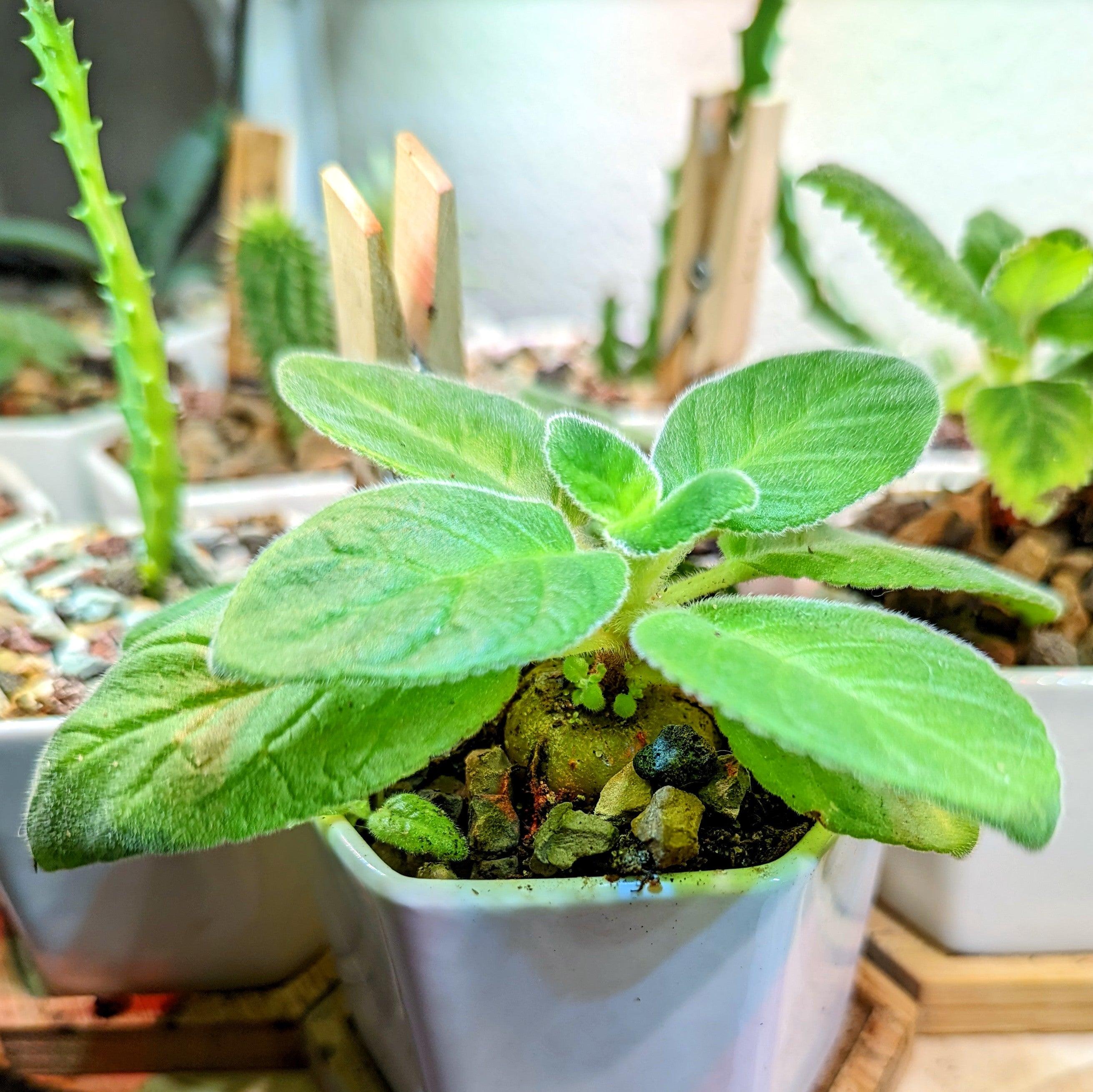 Sinningia Mix "Gloxinia" Seeds - Plantflix