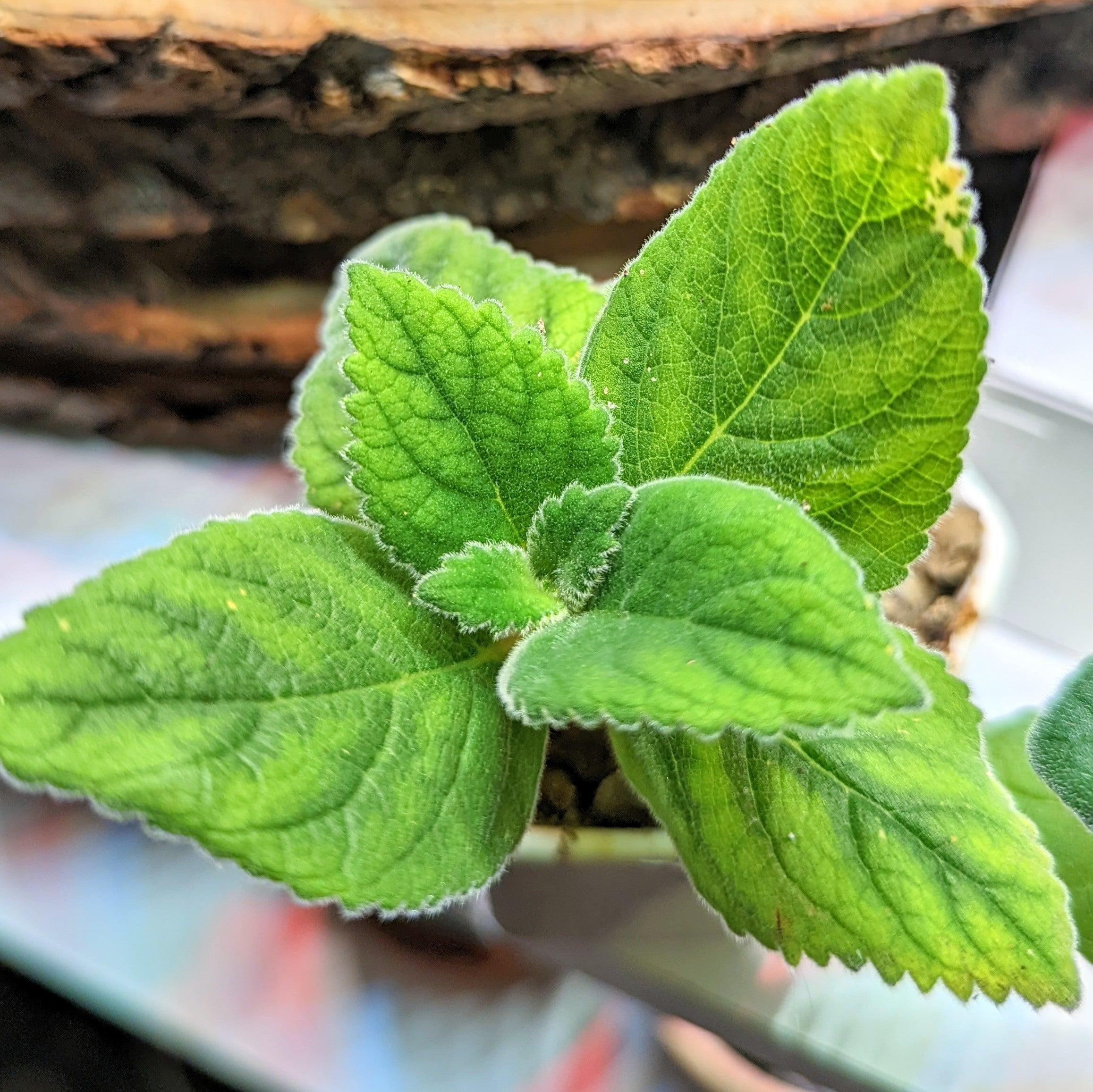 Sinningia Mix "Gloxinia" Seeds - Plantflix