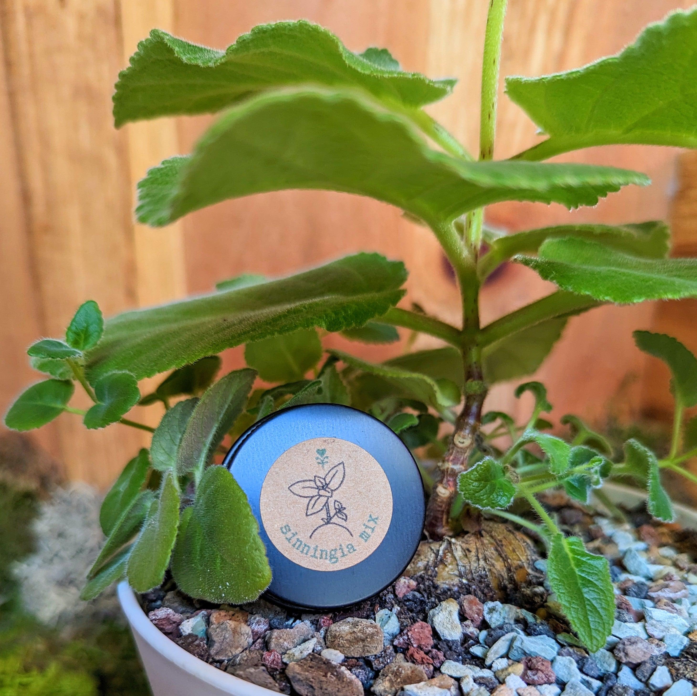 Sinningia Mix "Gloxinia" Seeds - Plantflix
