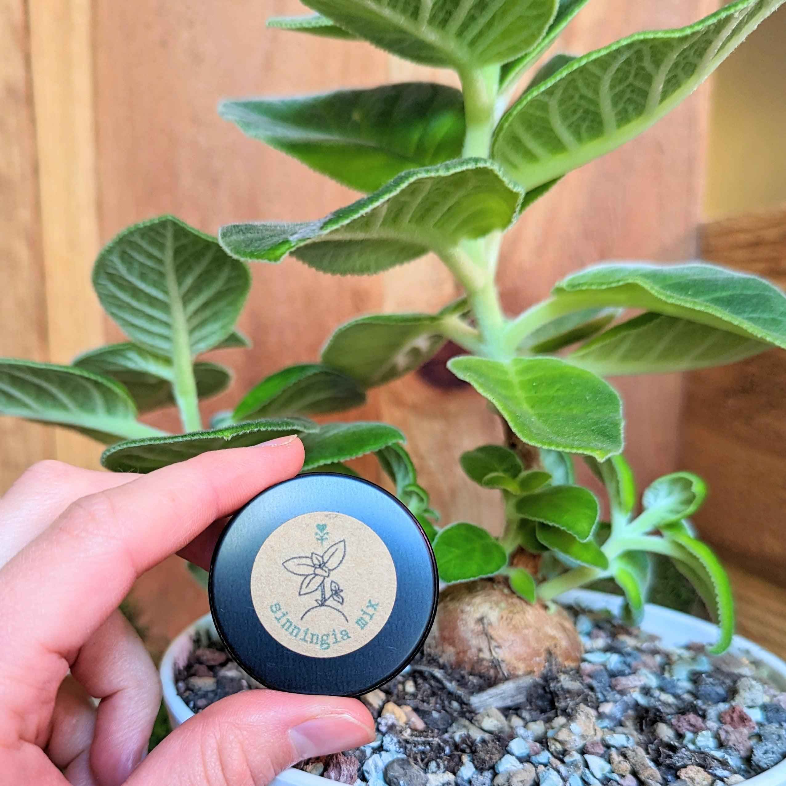 Sinningia Mix "Gloxinia" Seeds