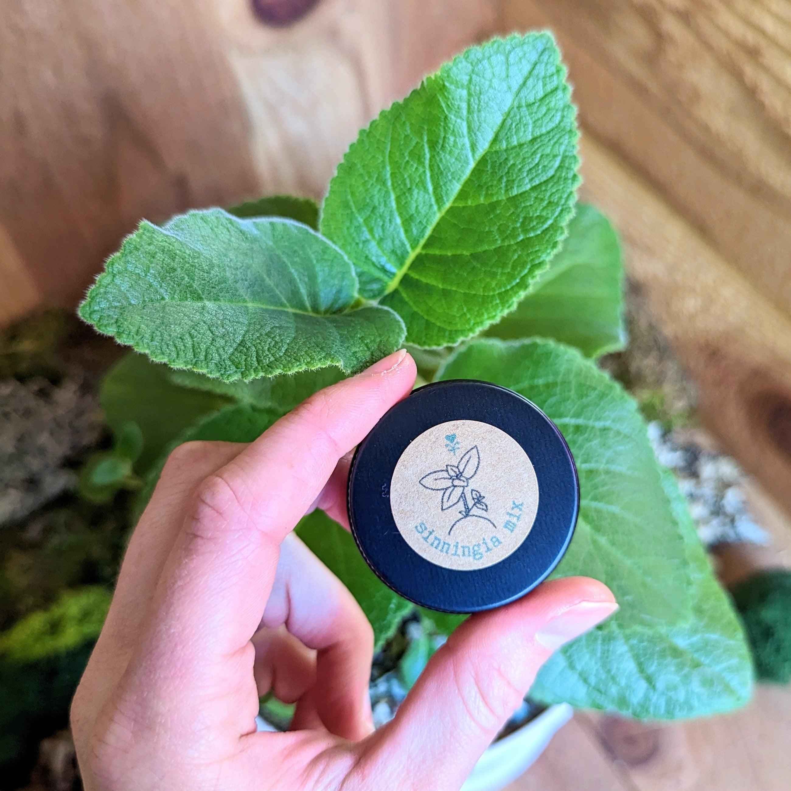 Sinningia Mix "Gloxinia" Seeds