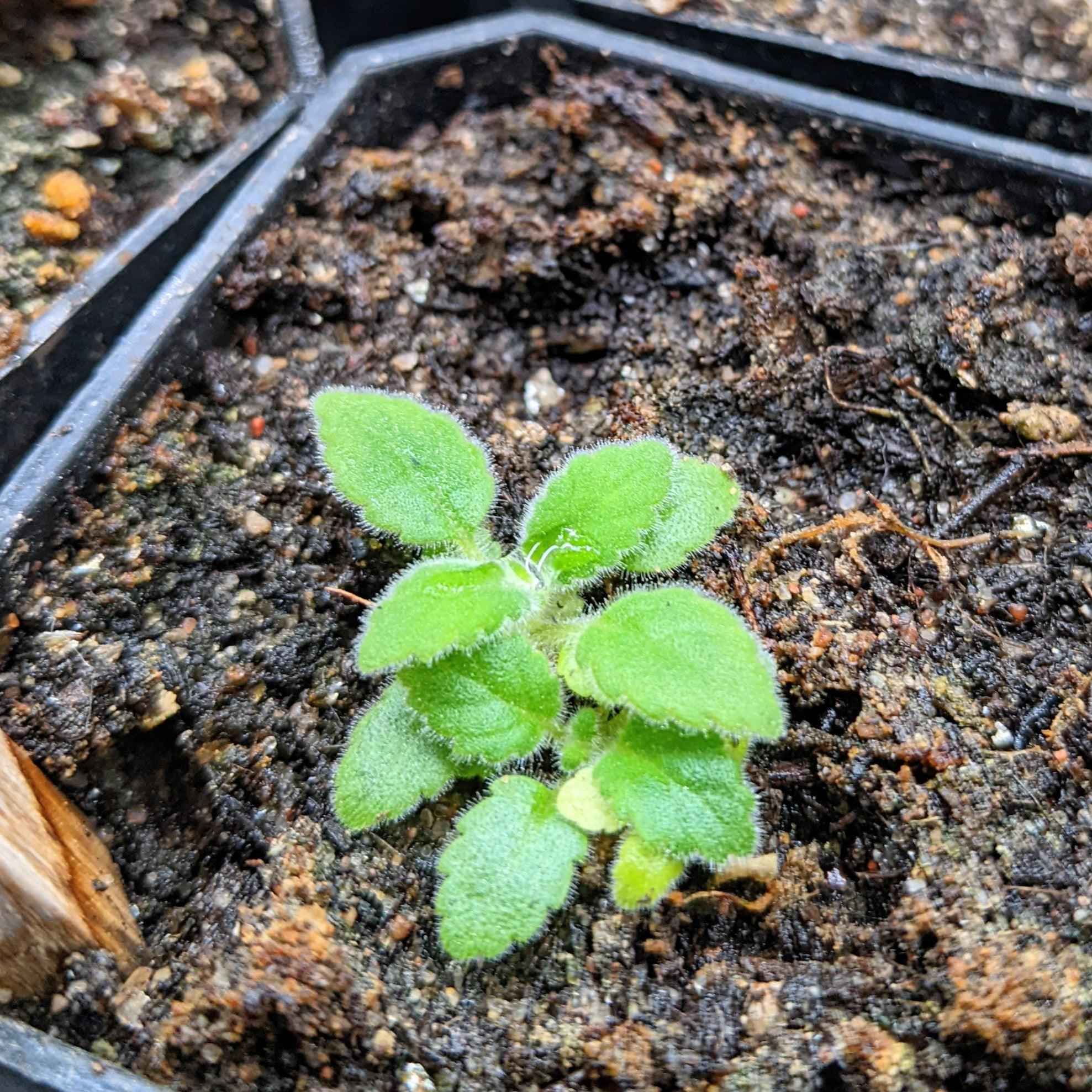 Sinningia Mix "Gloxinia" Seeds