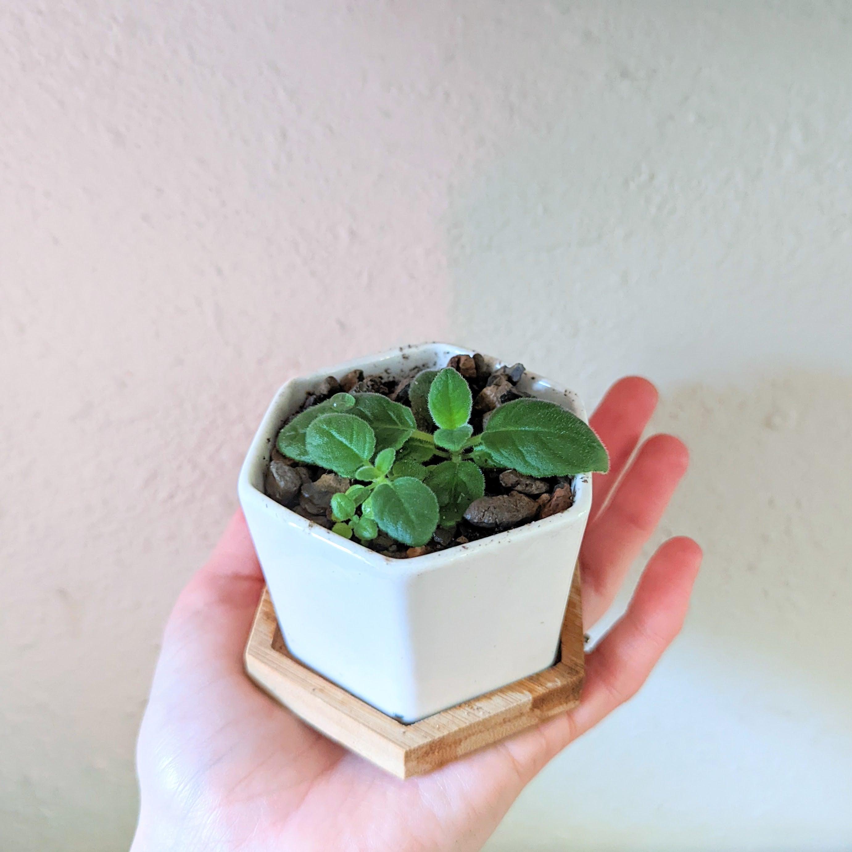 Sinningia Mix "Gloxinia" Seeds - Plantflix