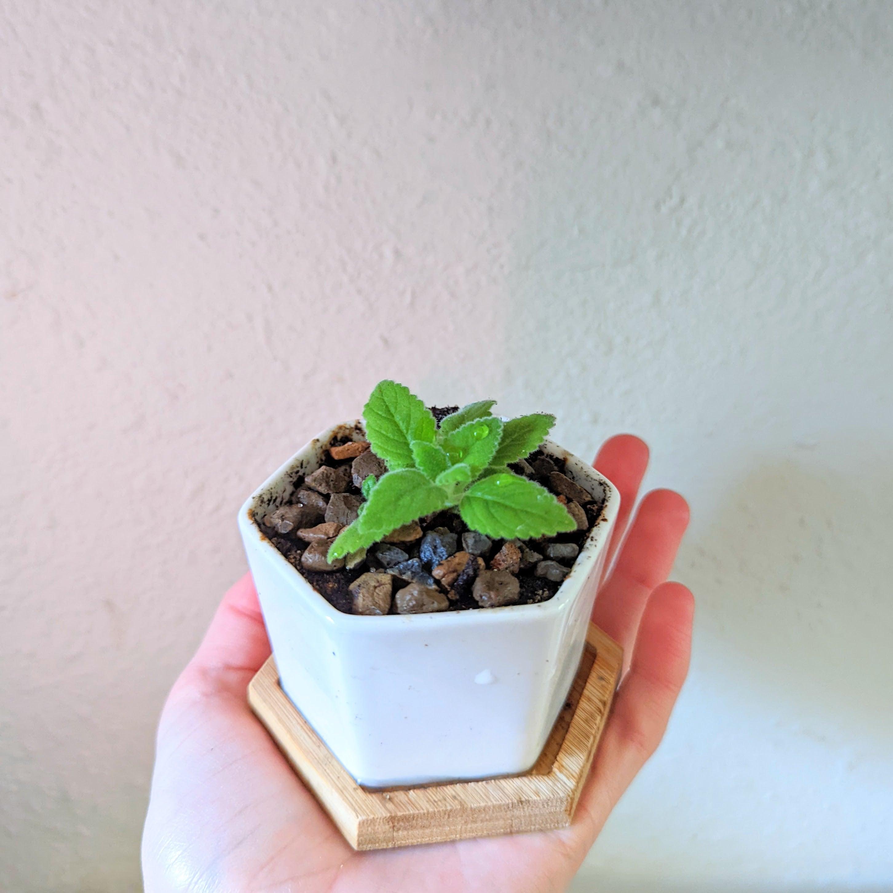 Sinningia Mix "Gloxinia" Seeds - Plantflix