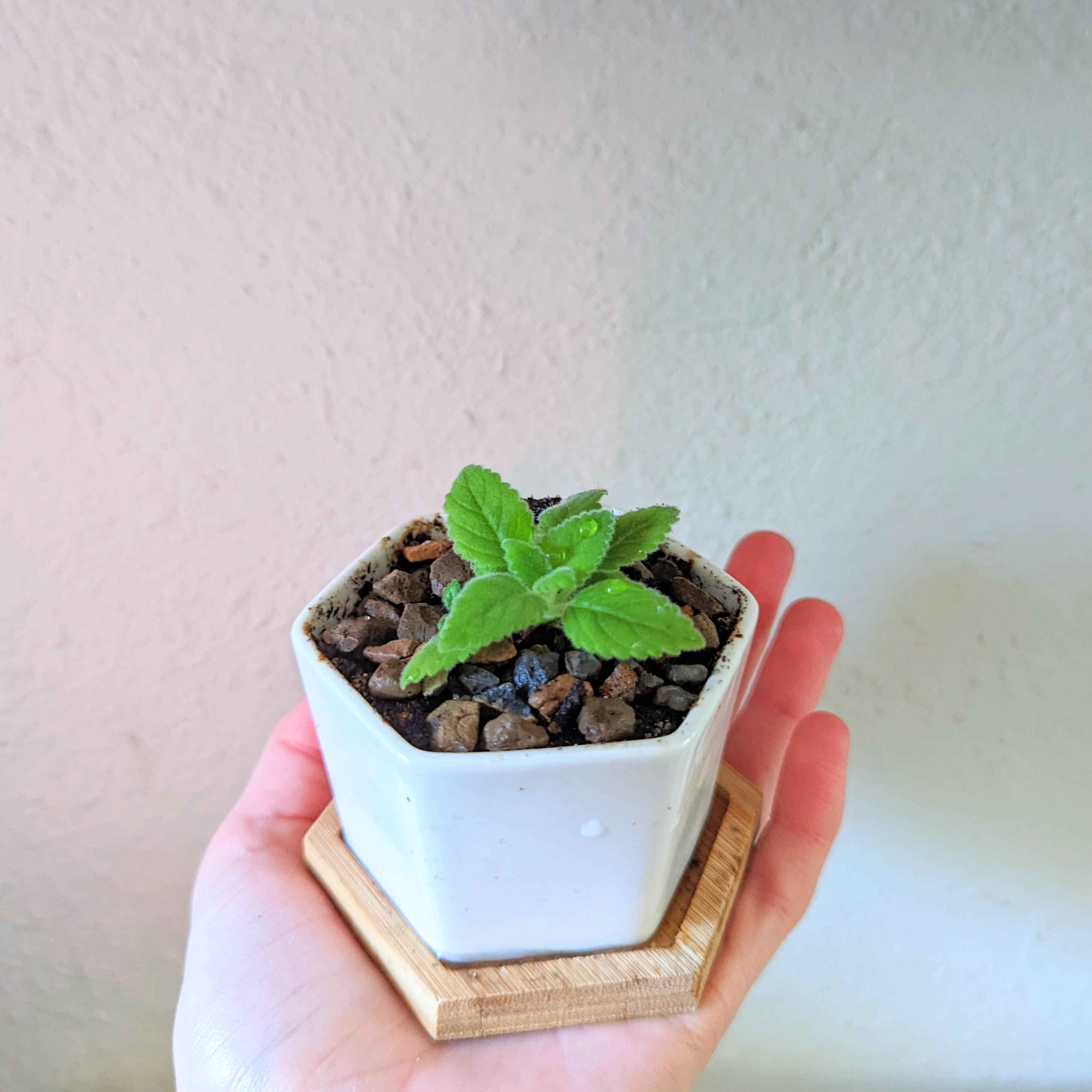 Sinningia Mix "Gloxinia" Seeds