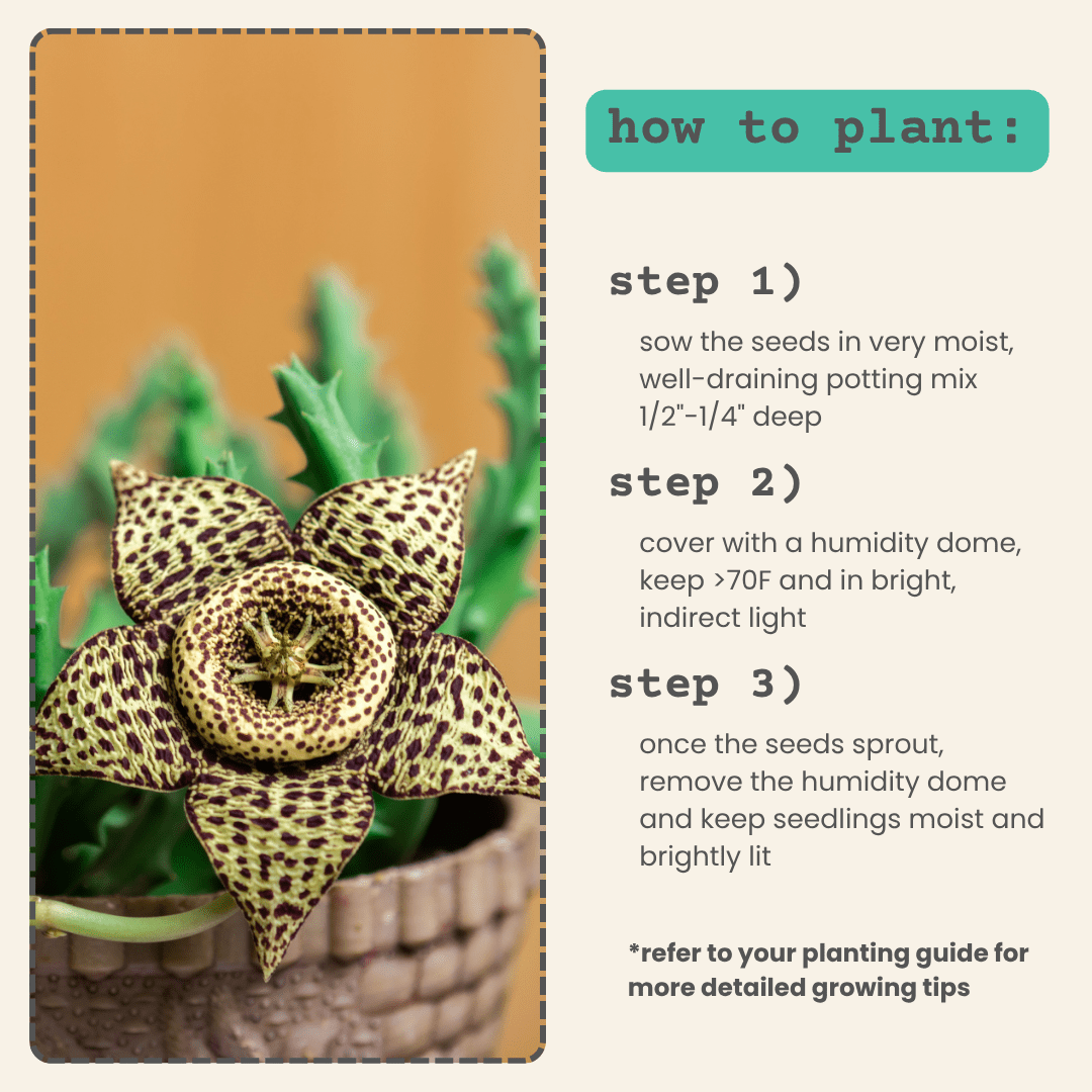 Stapelia Mix "Star Flower" Seeds - Plantflix