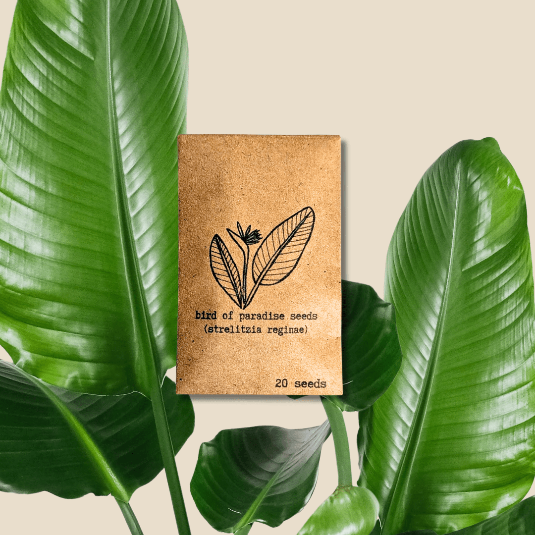 Strelitzia &