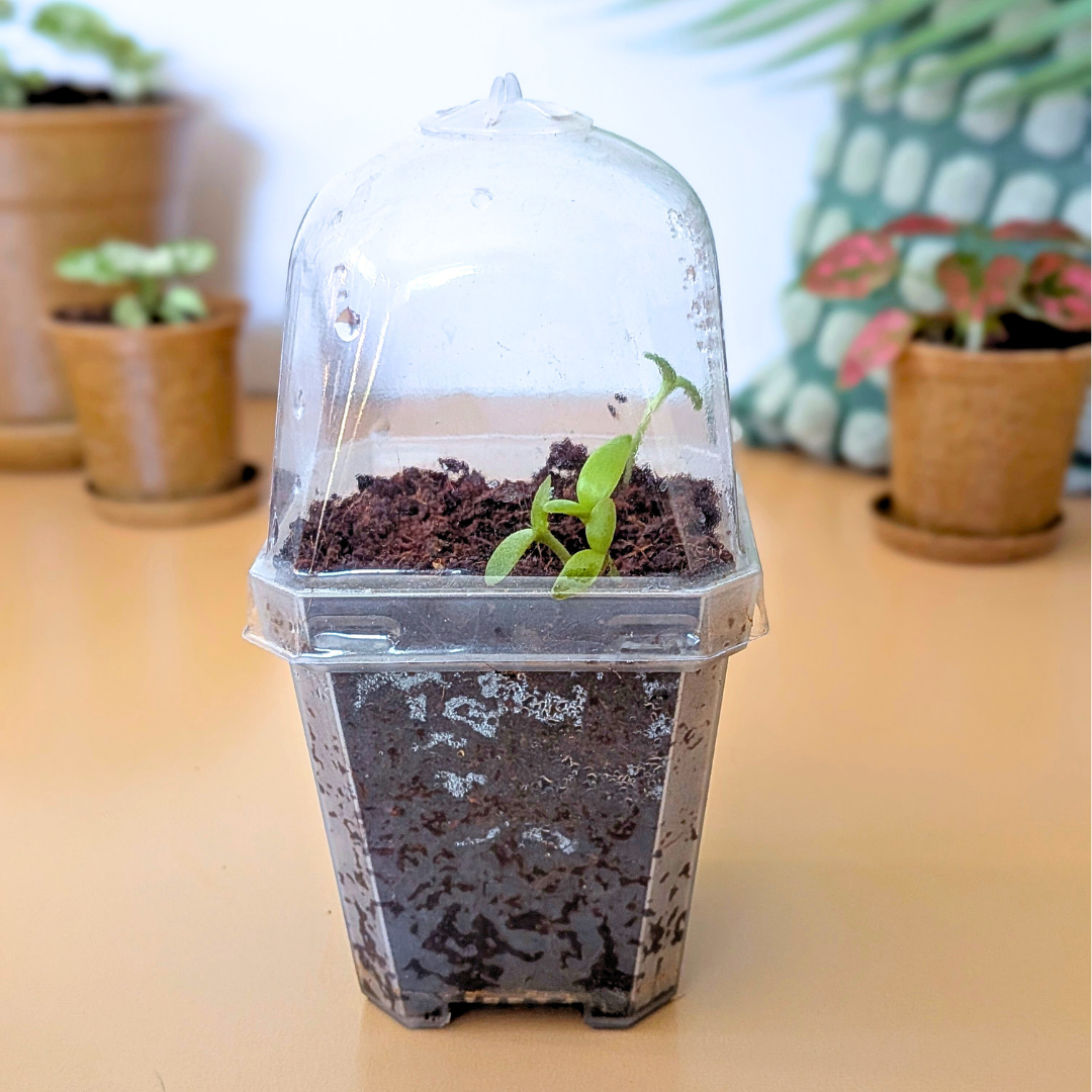 Planter with Humidity Dome