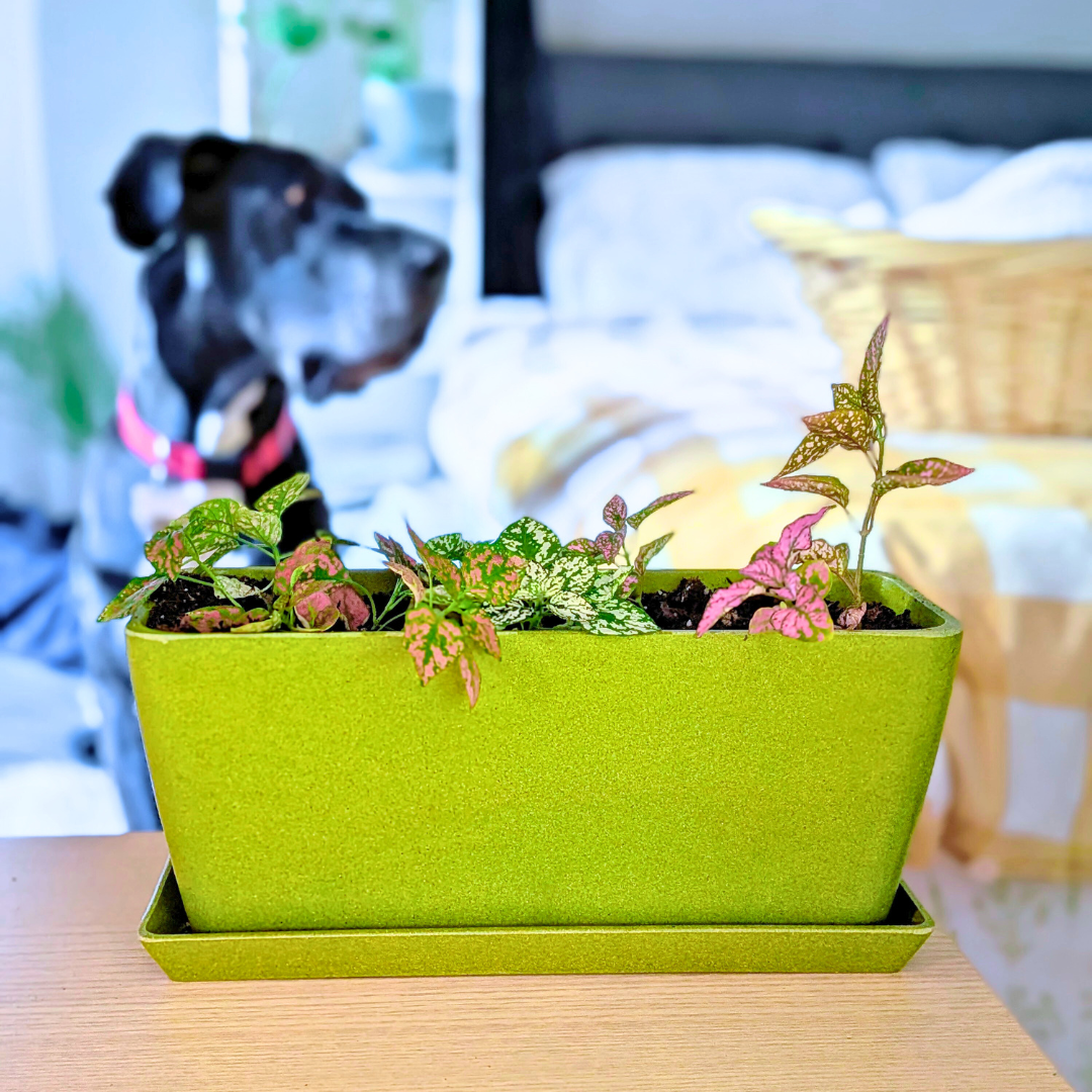 Rice Hull Window Box Planter