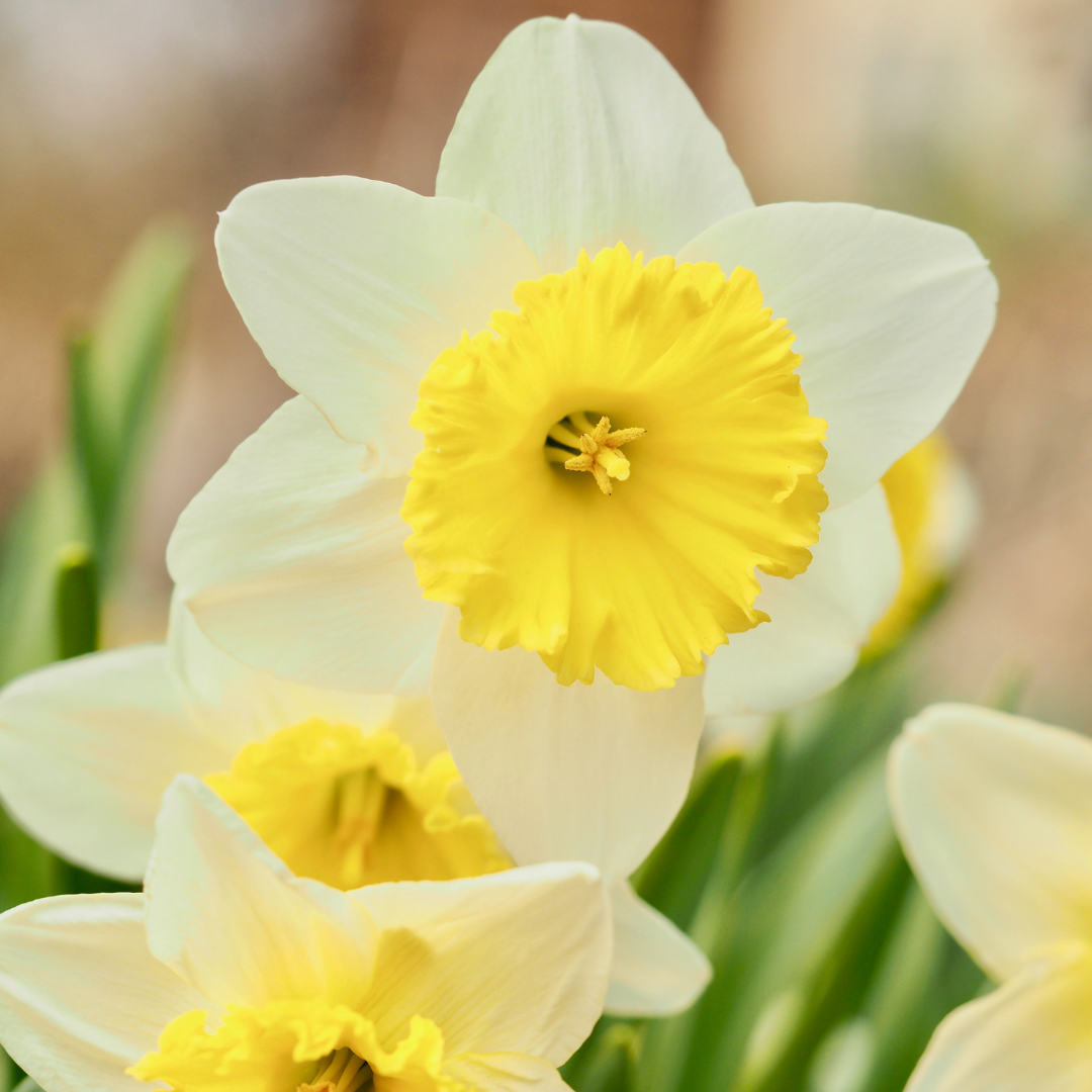 Mini Daffodil Bulbs - Plantflix