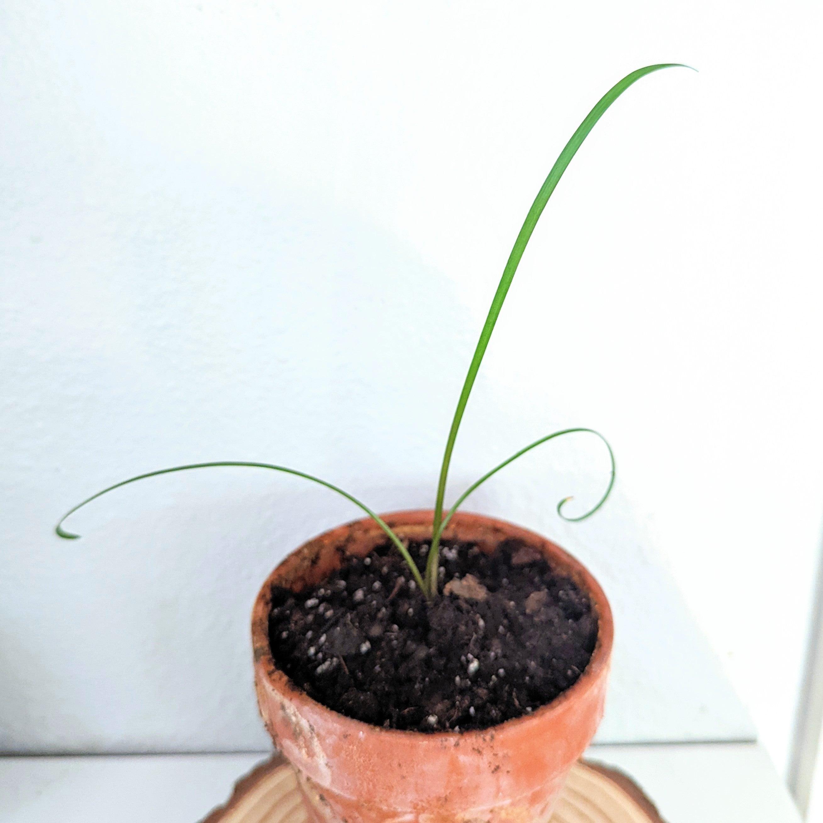 Tulbaghia Violacea "Society Garlic" Seeds - Plantflix