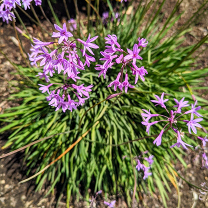 Tulbaghia Violacea &quot;Society Garlic&quot; Seeds - Plantflix