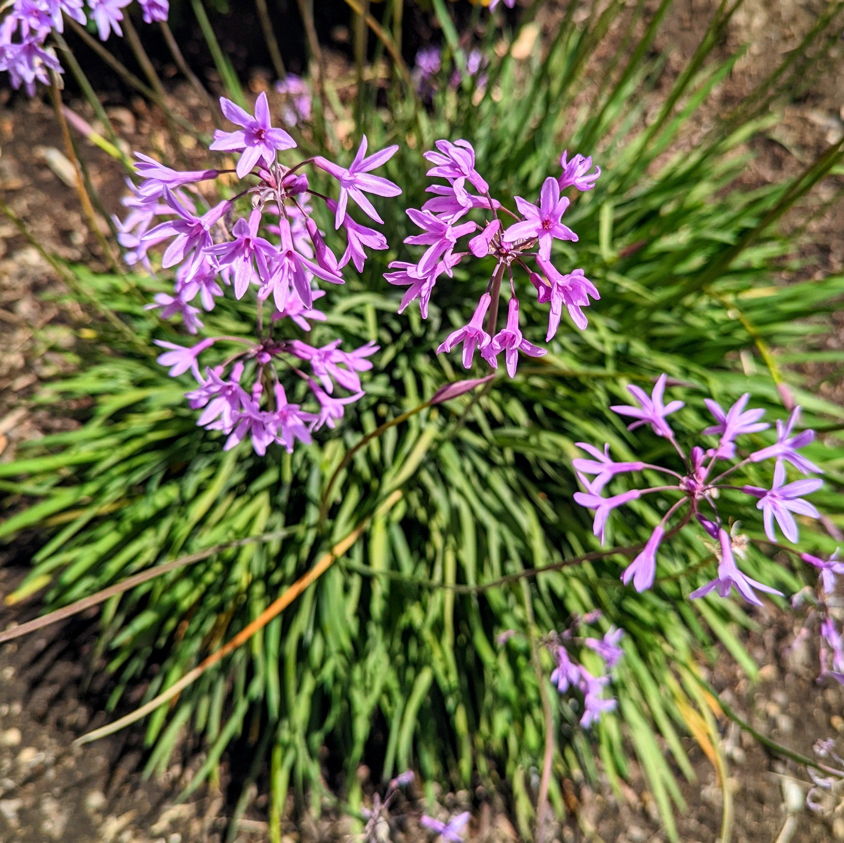 Tulbaghia Violacea "Society Garlic" Seeds - Plantflix