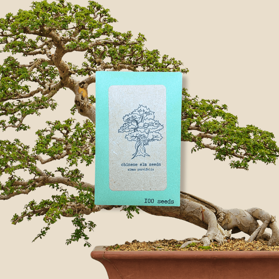 Ulmus Parvifolia &