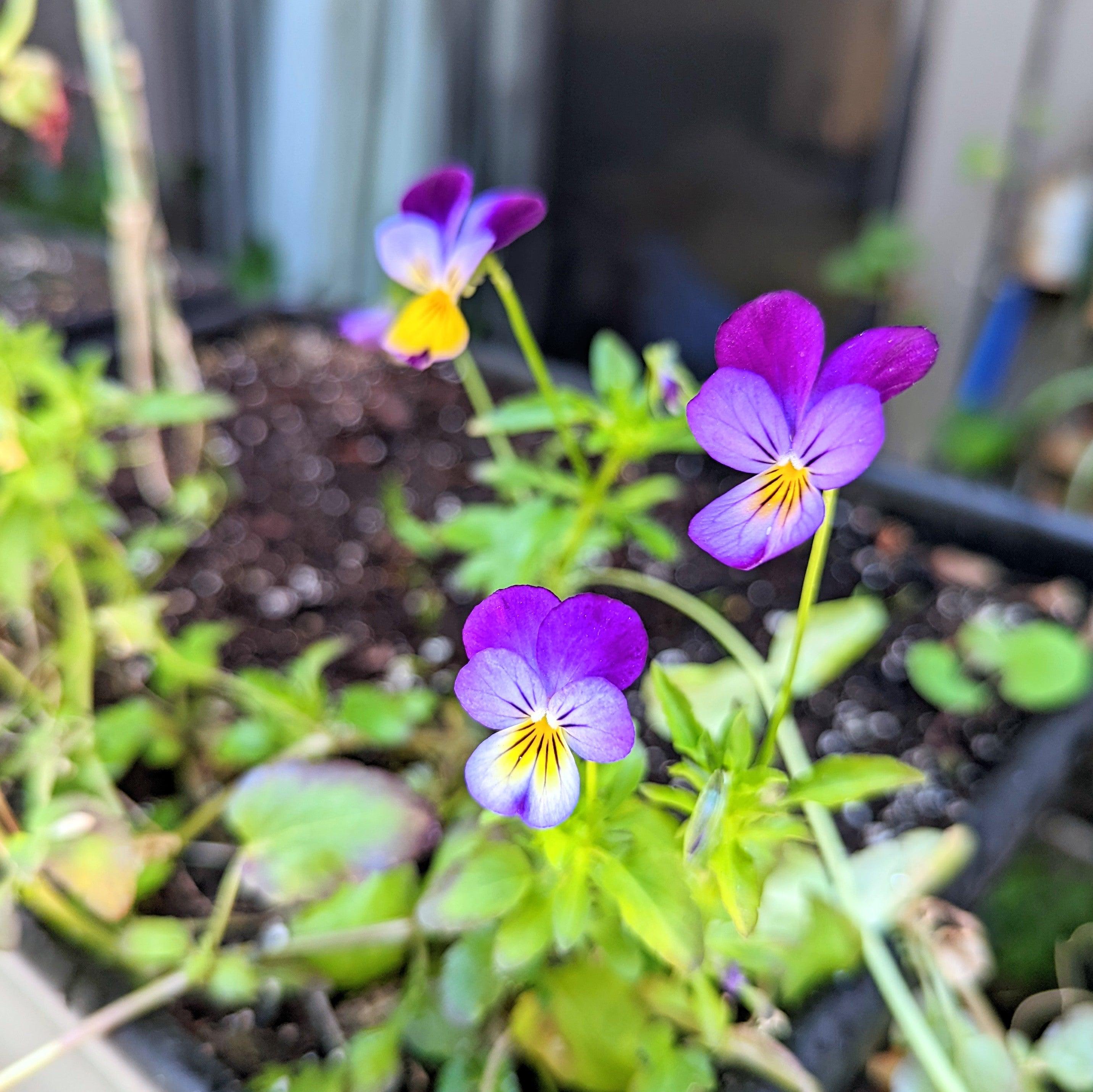 Viola Johnny Jump-Up Seeds - Plantflix