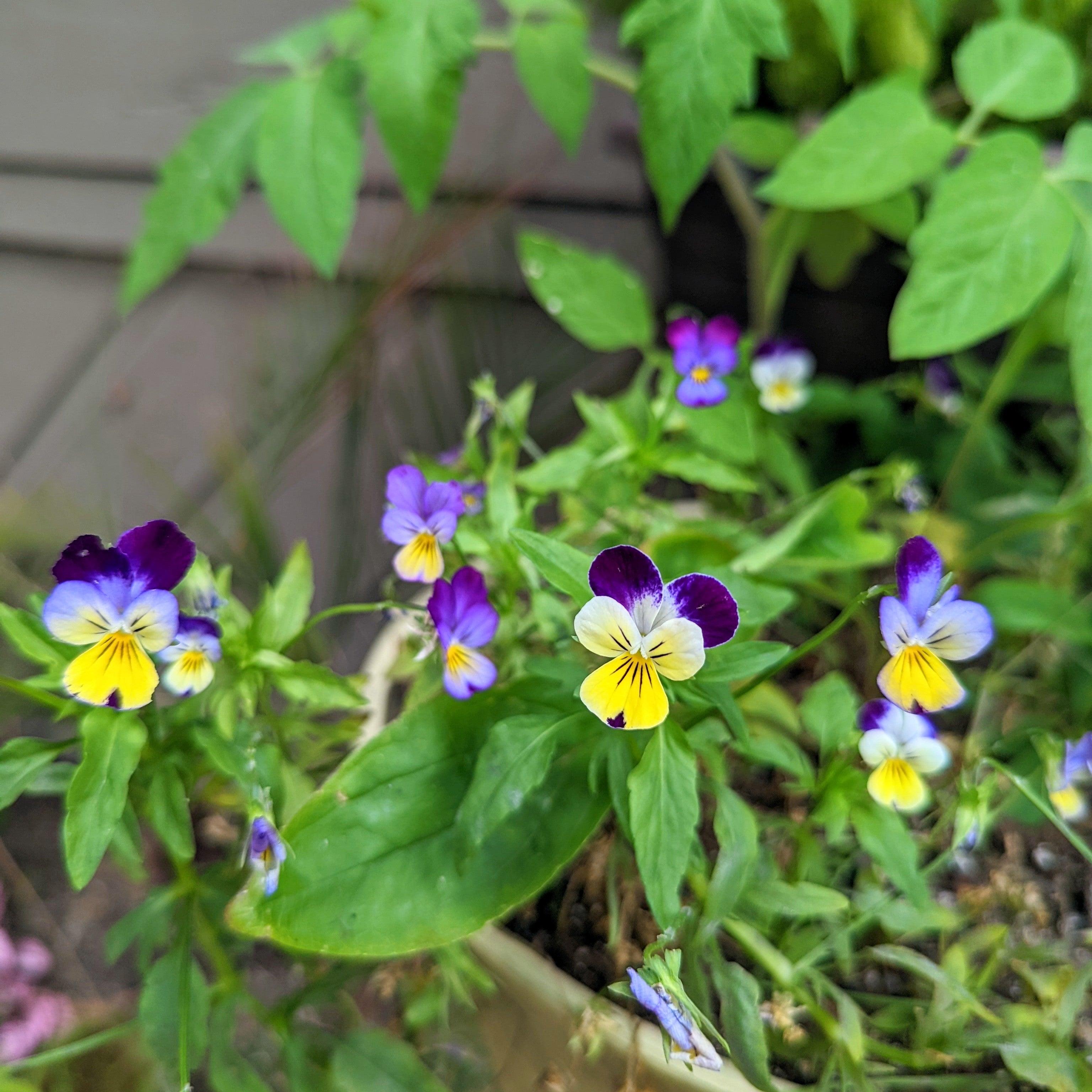 Viola Johnny Jump-Up Seeds - Plantflix