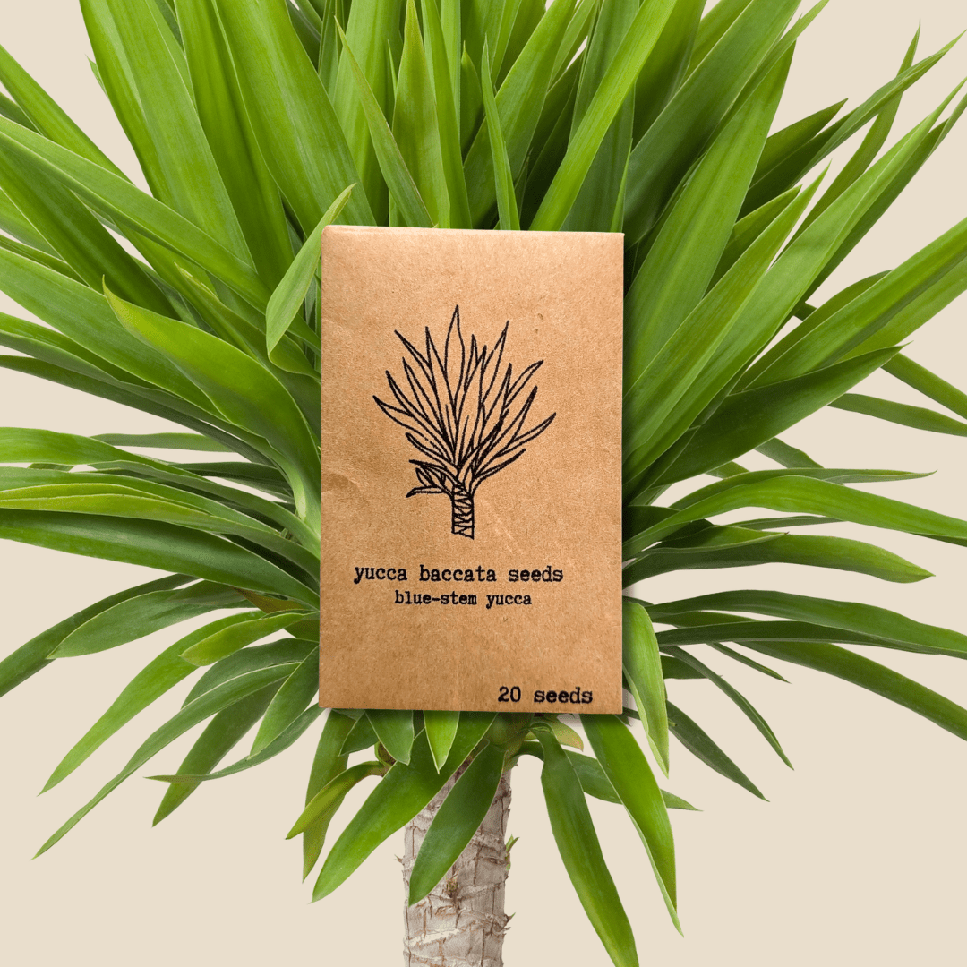 こたつ Yucca Yucca Baccata 'Blue Stem Yucca' Seeds – Plantflix