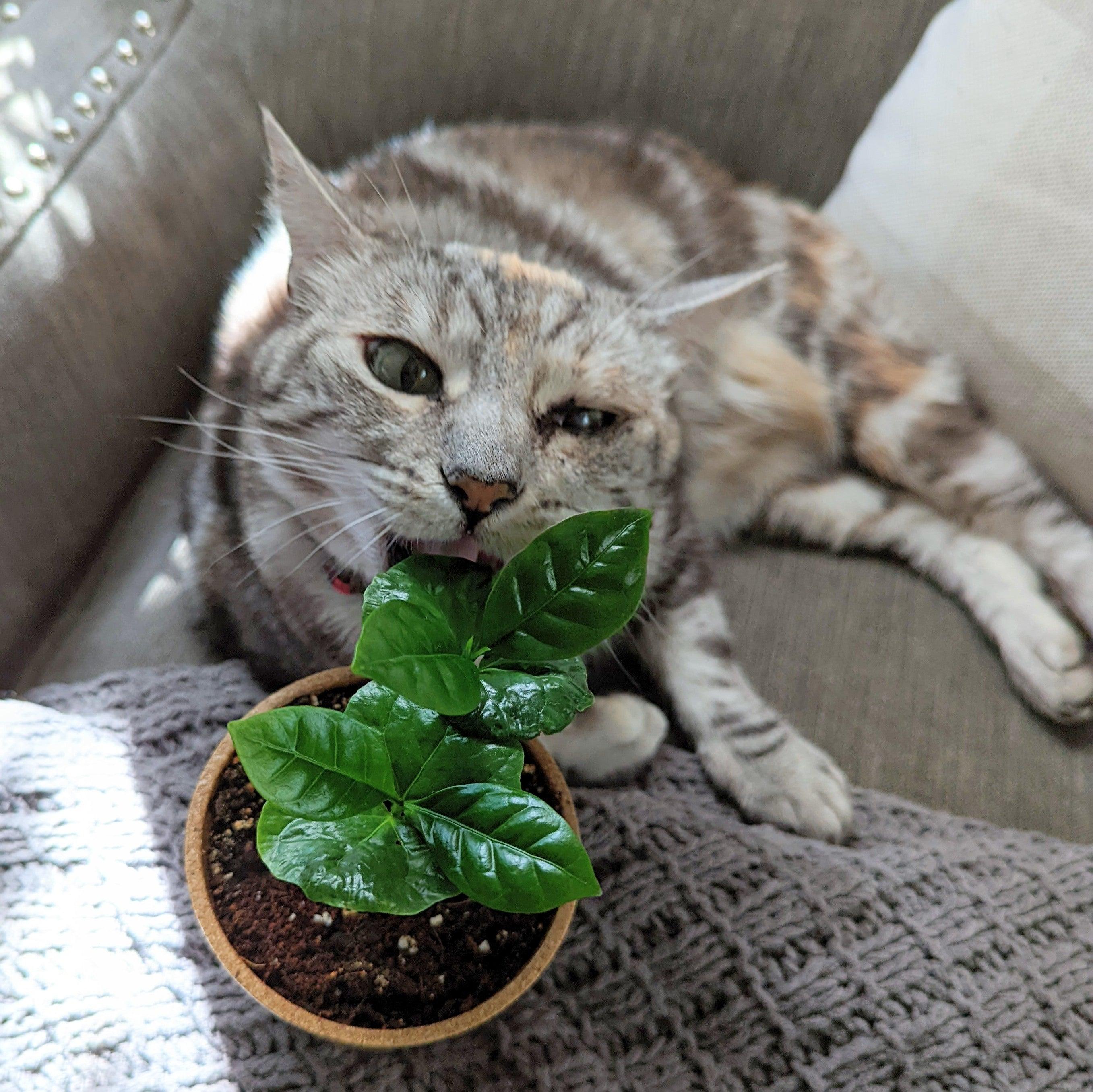 flora plant kaufen Epipremnum aureum 'Golden Pothos' 8