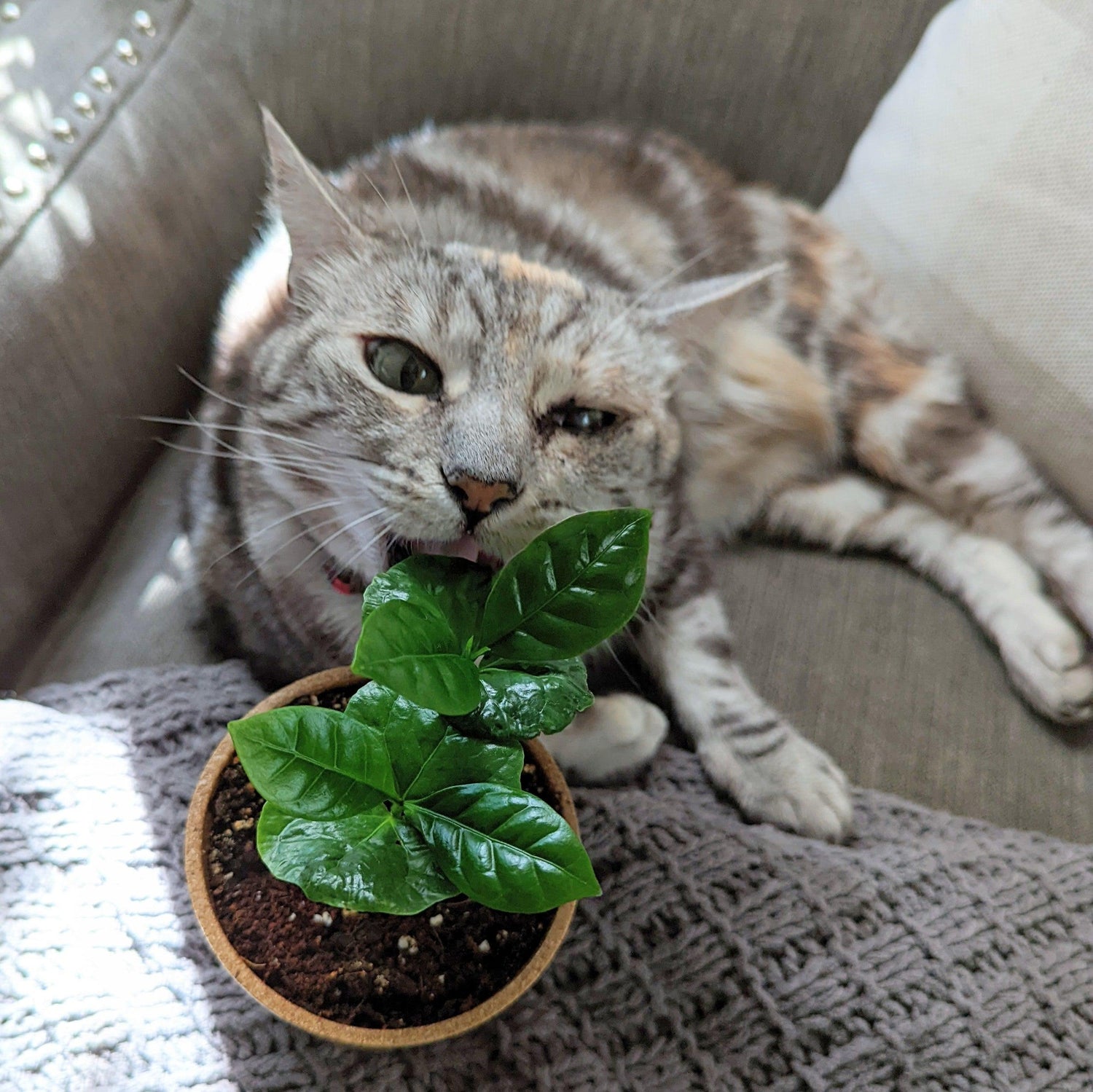 10 Awesome Pet-Friendly Houseplants You can Grow from Seed - Plantflix