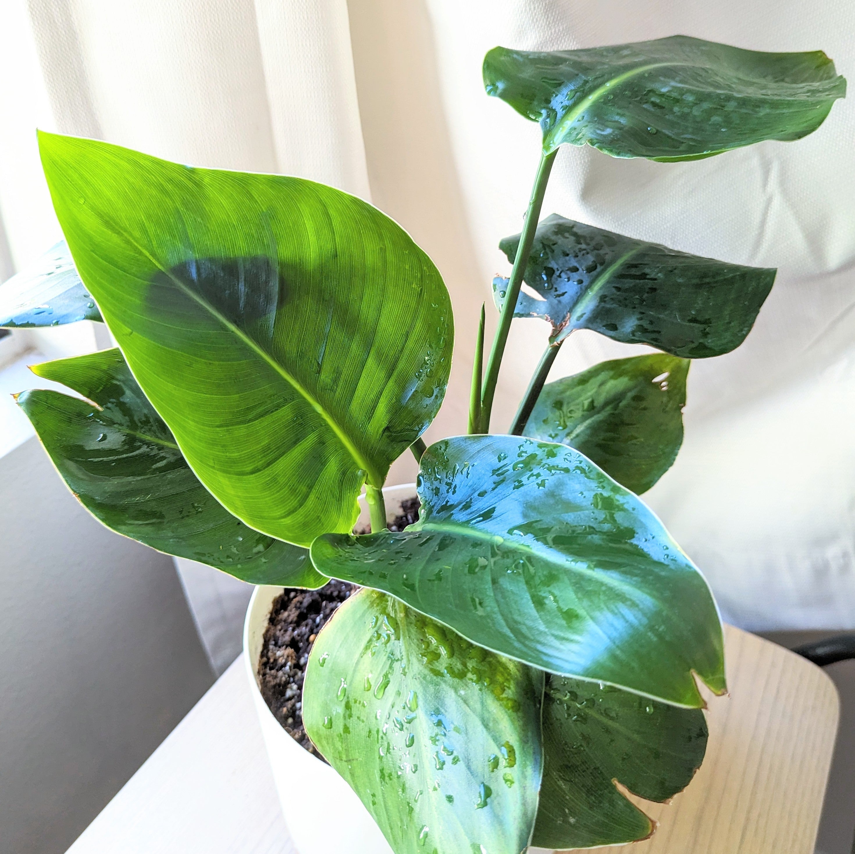 10 Dramatic Houseplant Seedling Transformations - Plantflix