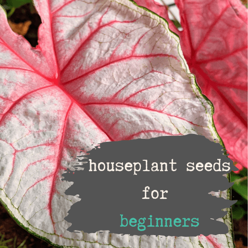 10 of the Easiest Houseplant to Grow from Seed or Bulb - Plantflix