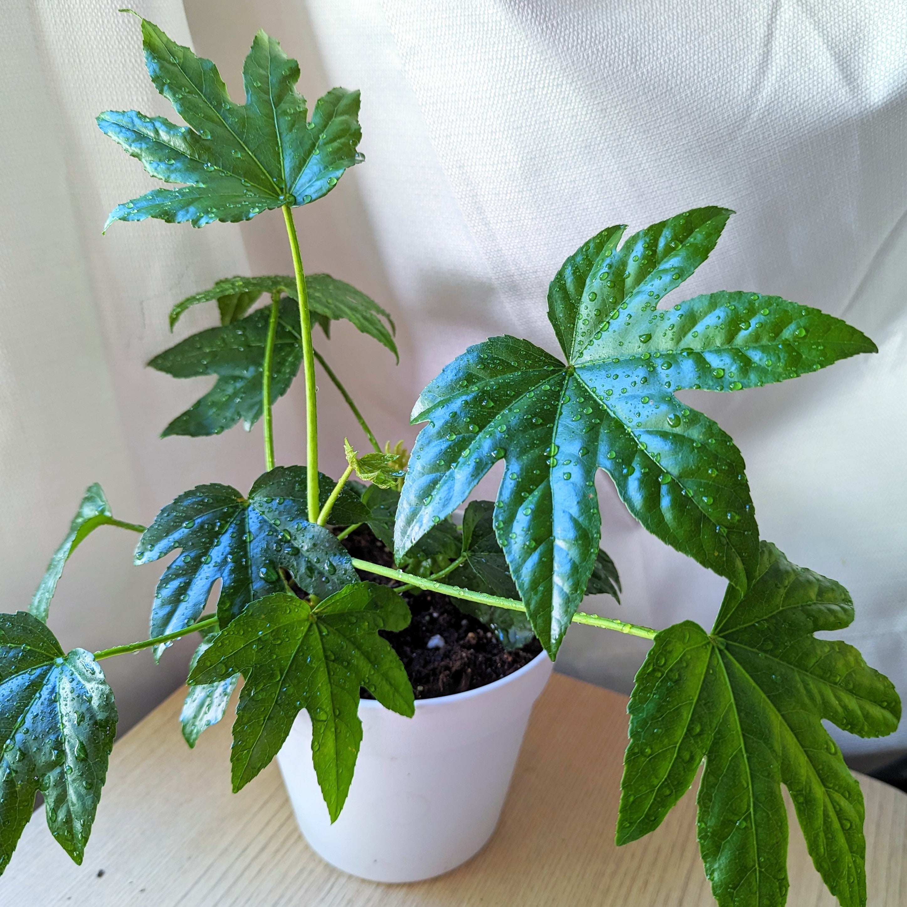 3 Things to Do BEFORE Planting your Houseplant Seeds - Plantflix