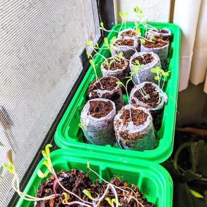 5 Different Seed Starting Methods for your Houseplant Seeds(for all budgets!) - Plantflix
