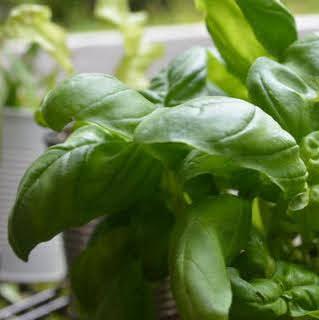 5 Easy Herbs to Grow Indoors In Your Herb Garden - Plantflix