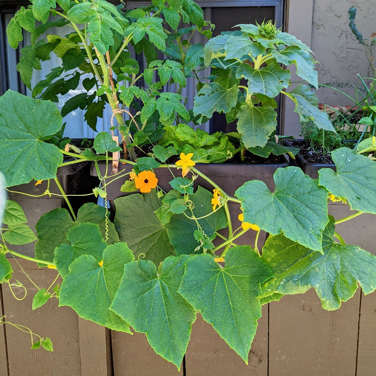 5 Steps to Grow a Happy Container Garden - Plantflix