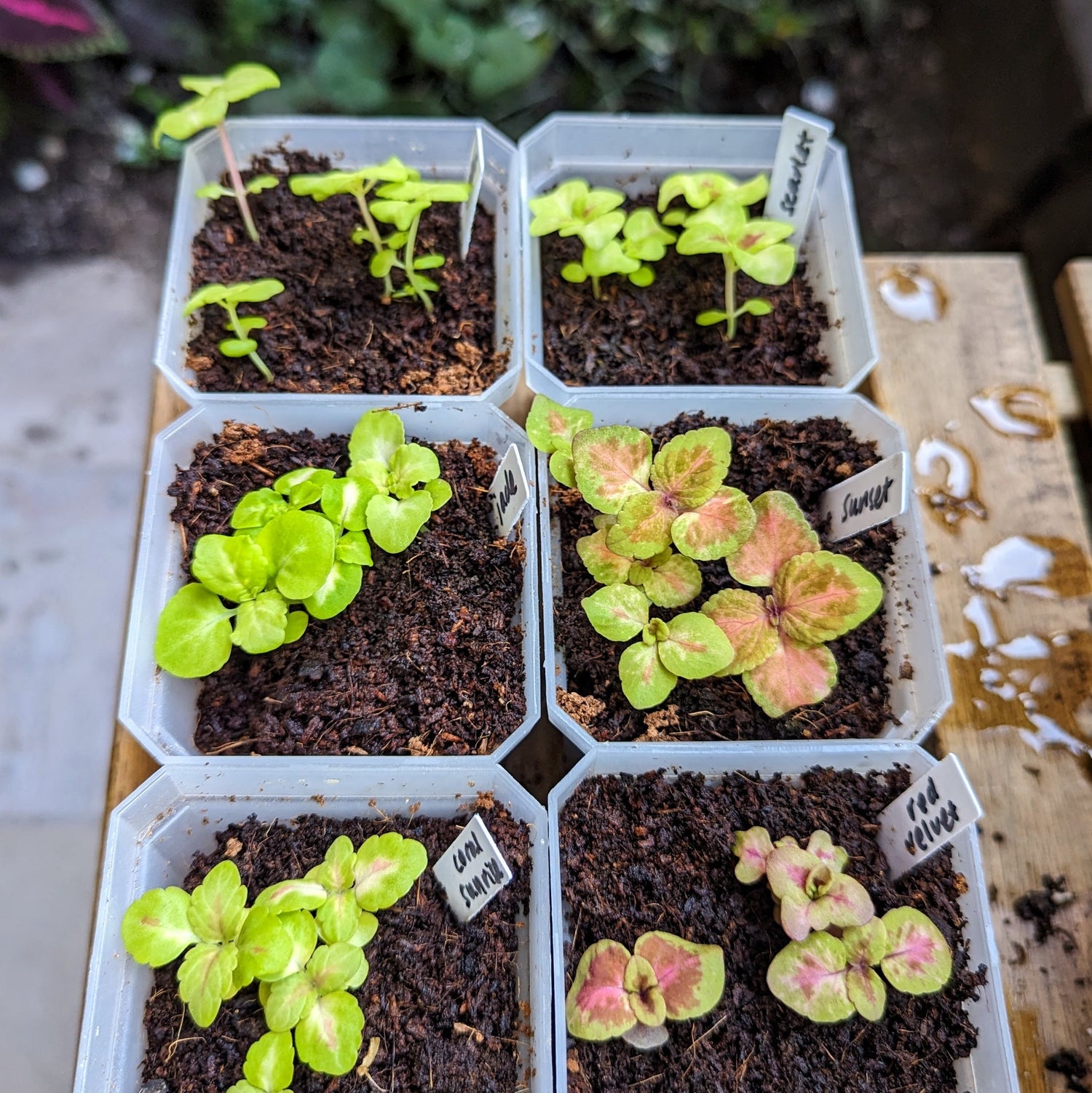 5 Things to Check Prior to Re-Potting your Houseplant Seedlings - Plantflix