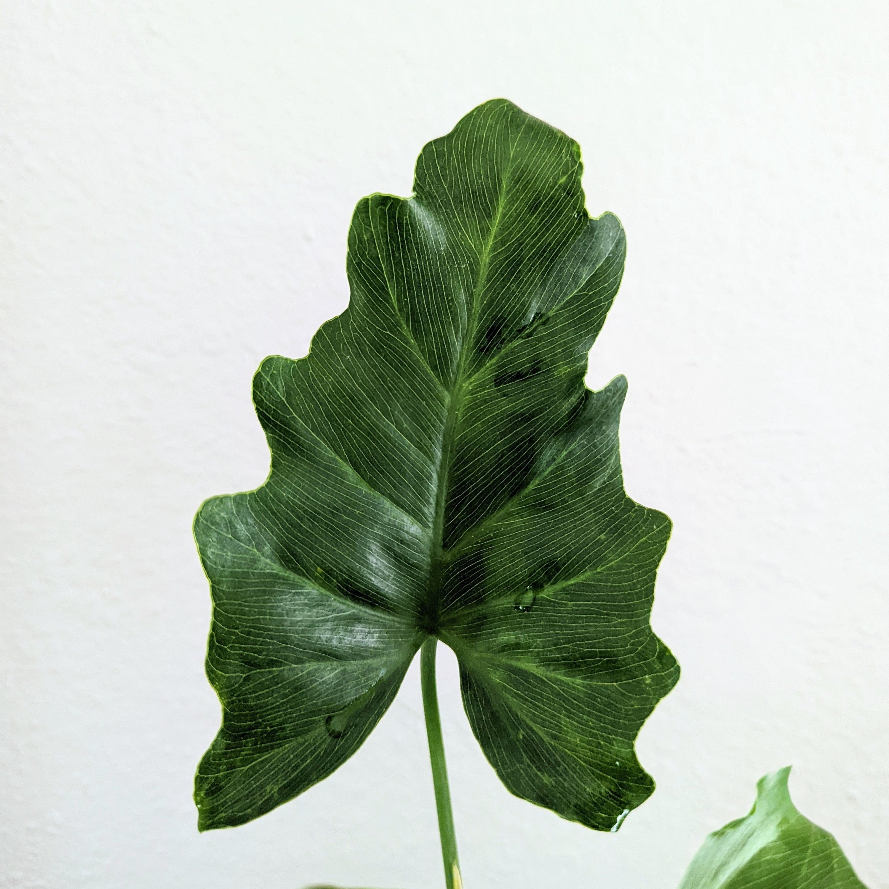 6 Large-Leafed Tropical Plants you Can Grow From Seed  Plantflix