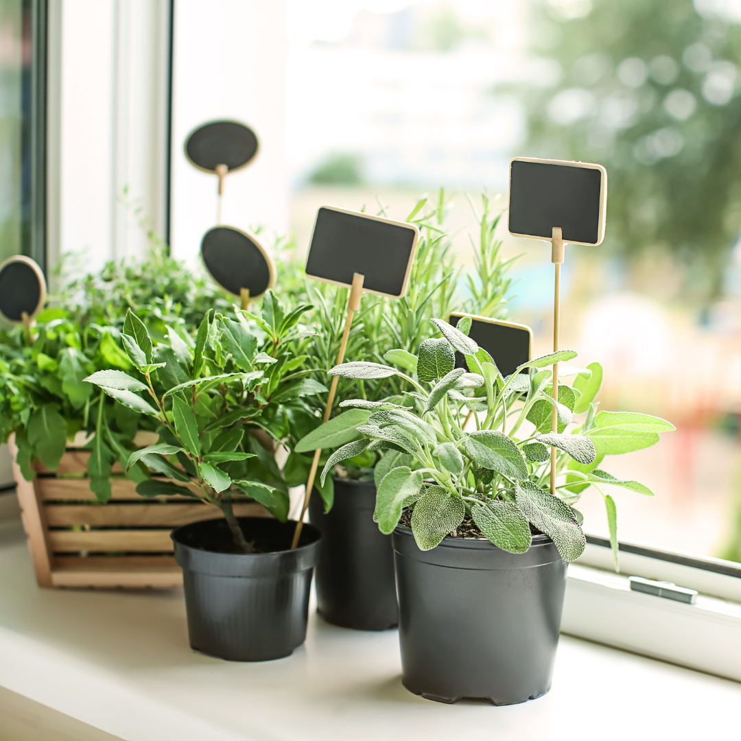 The "Kitchen Apothecary": How to Grow Your Own Spa & Tea Garden from Seed