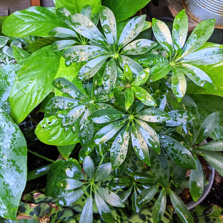 How to Grow Schefflera Plants(Umbrella Plants) From Seed
