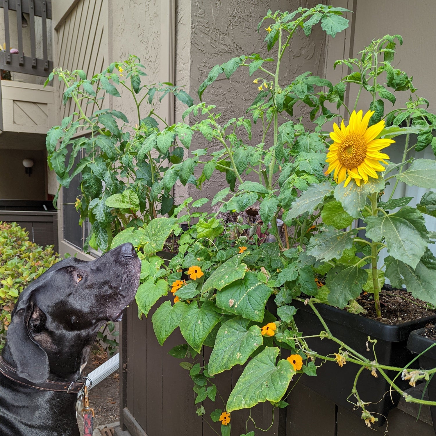 Natural Pest Control: A guide to companion planting