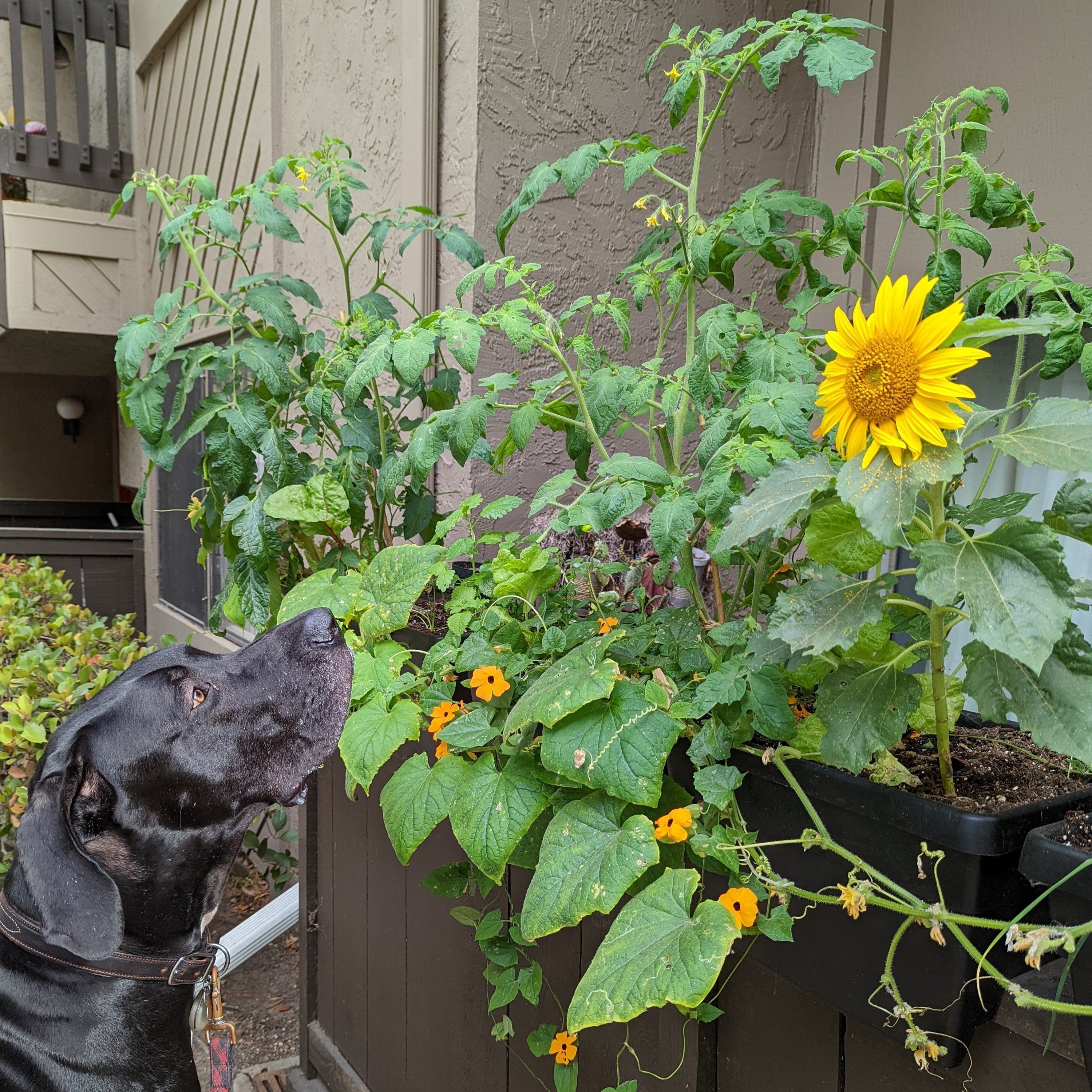 Natural Pest Control: A guide to companion planting