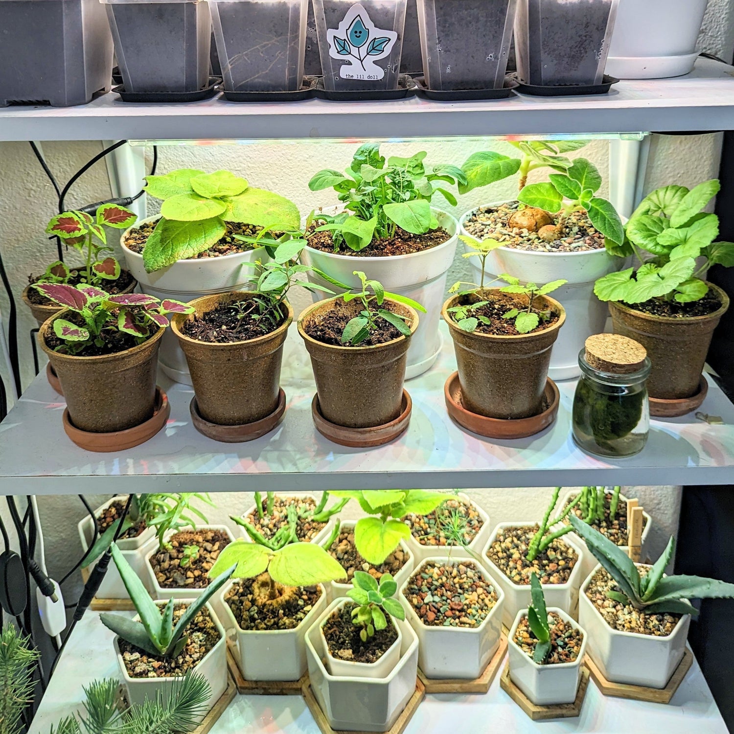 Vertical Gardening 101: How to Grow More Plants in Less Space!