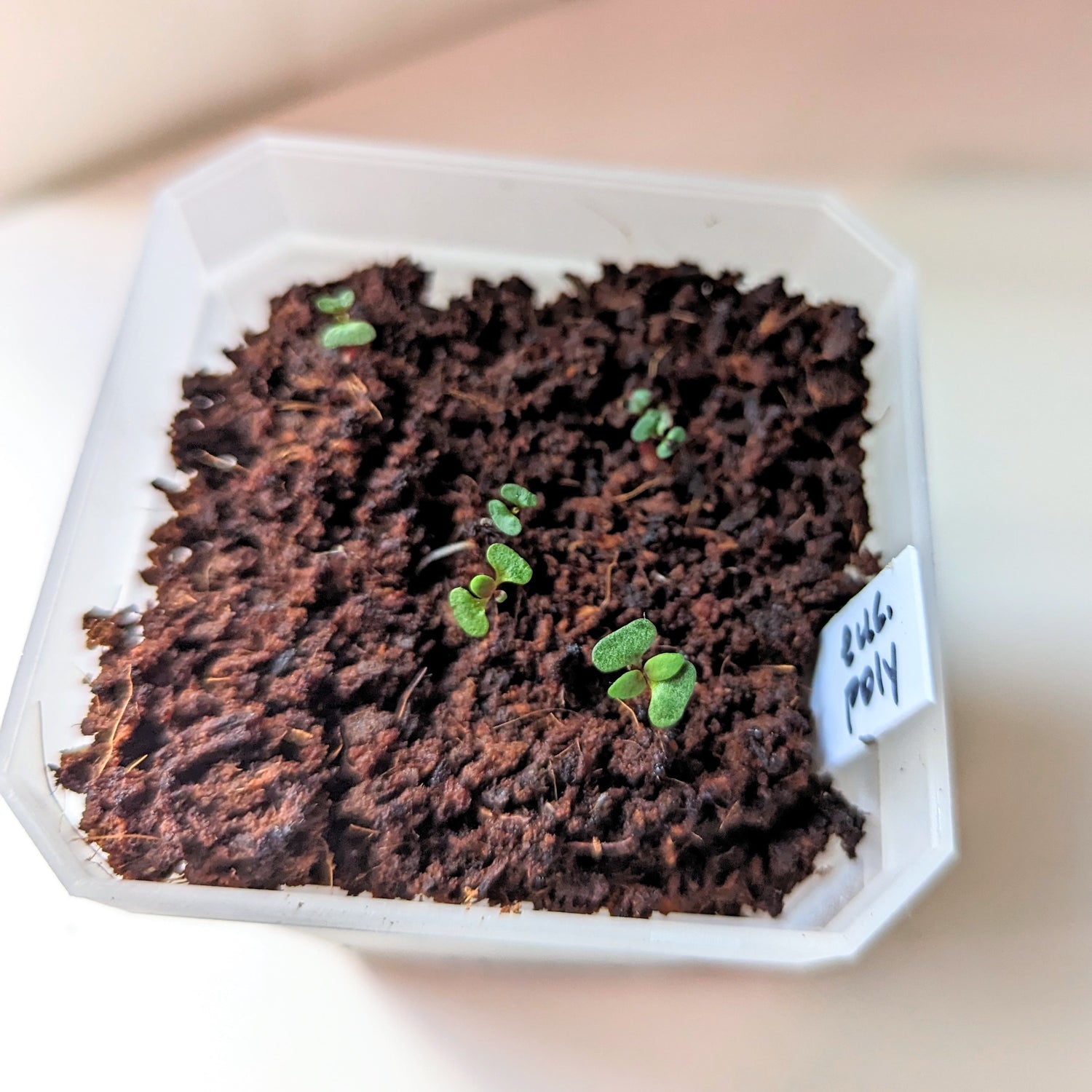 Why your Seeds aren’t Germinating: Common Mistakes Made Growing Houseplants from Seed, and How to Fix Them