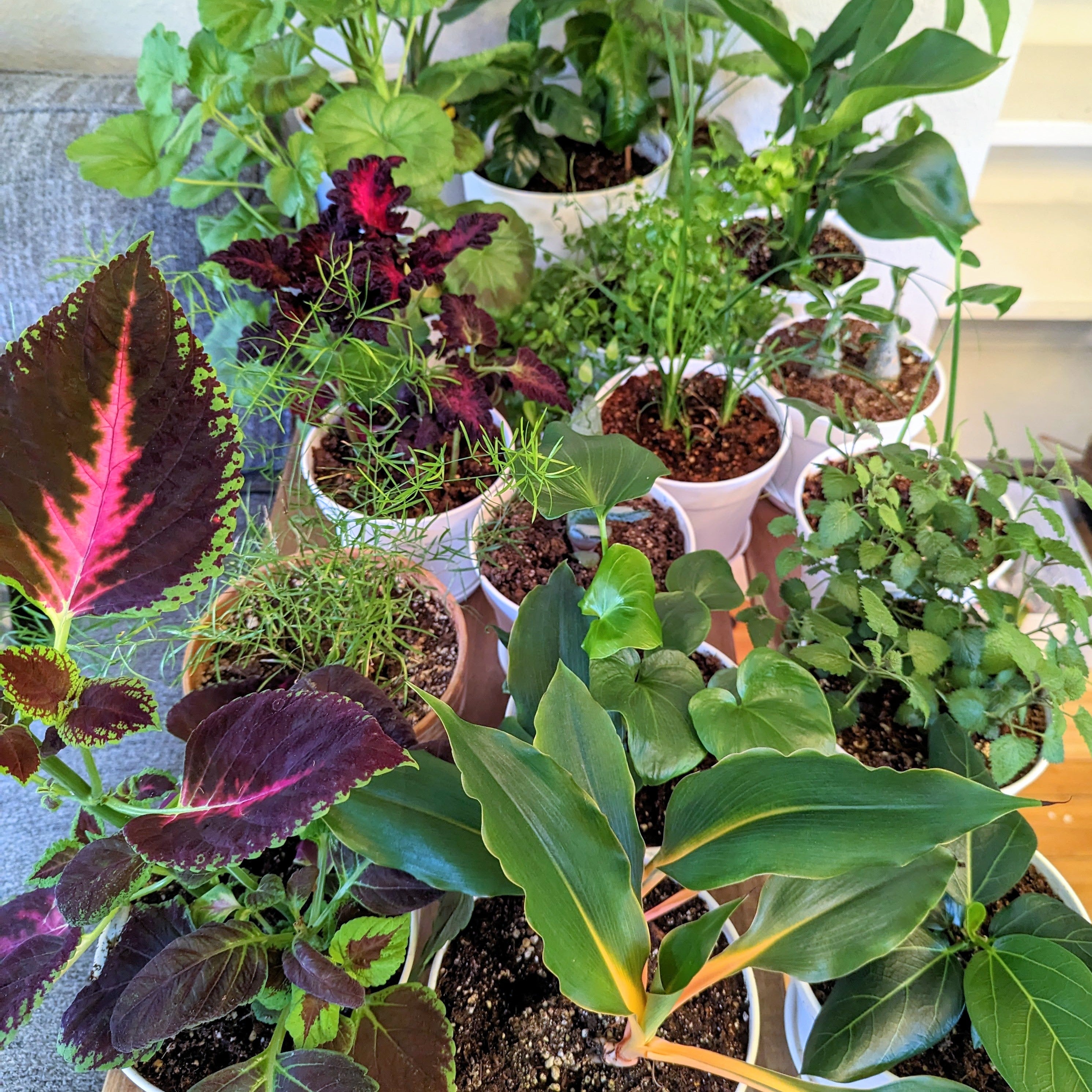 How to Grow a Successful Indoor Garden during Fall & Winter